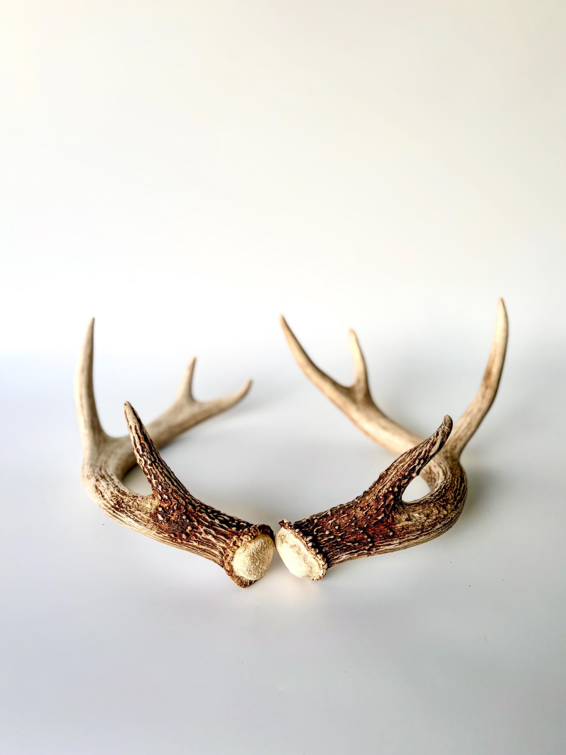Deer Antlers - White-tailed Deer Matching set. Canadian Buck. Crafting and Decor Antlers
