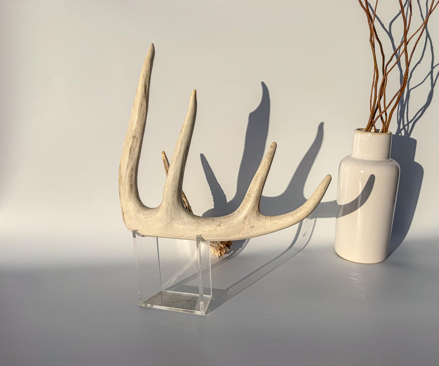 White-tailed Deer Antler – Naturally Shed, 5-Point, Crafting Decor