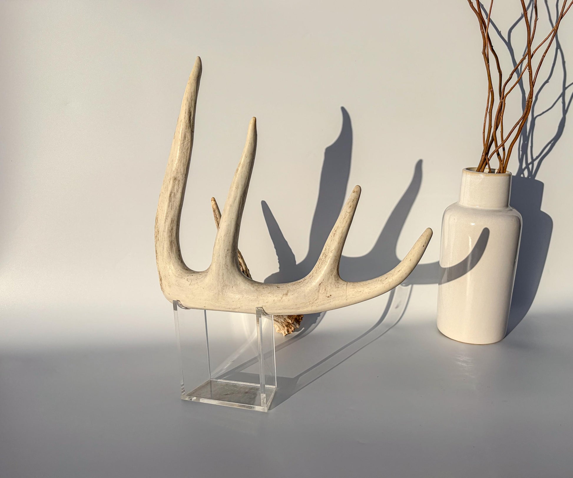 White-tailed Deer Antler – Naturally Shed, 5-Point, Crafting Decor