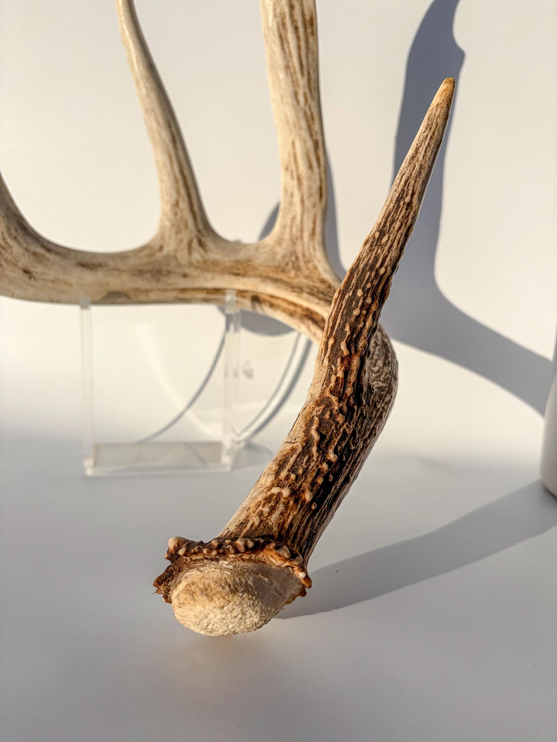 White-tailed Deer Antler – Naturally Shed, 5-Point, Crafting Decor