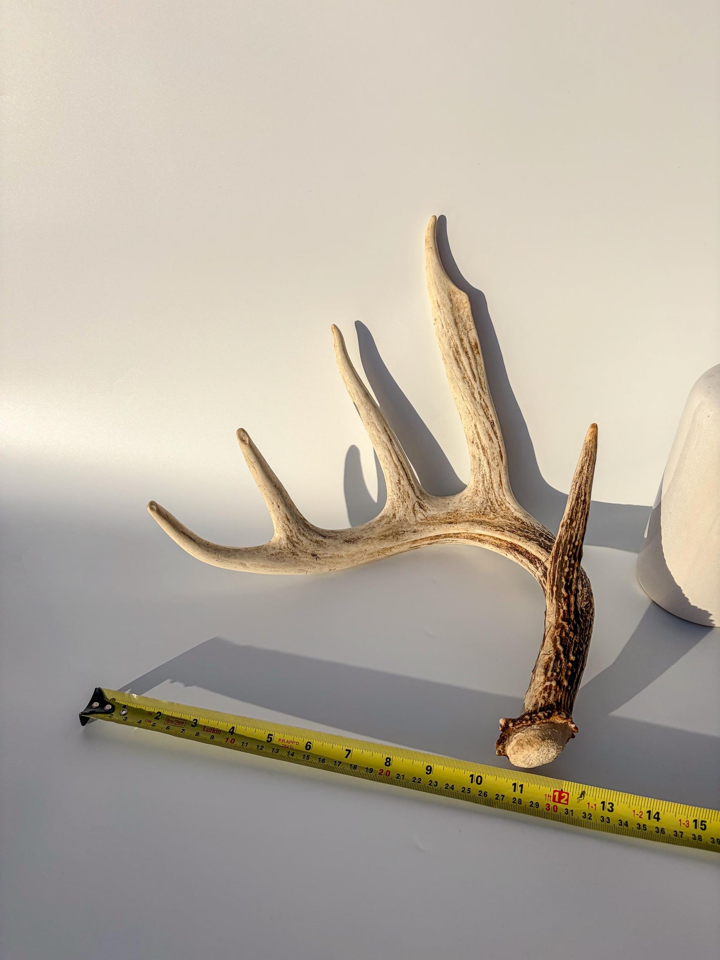 White-tailed Deer Antler – Naturally Shed, 5-Point, Crafting Decor