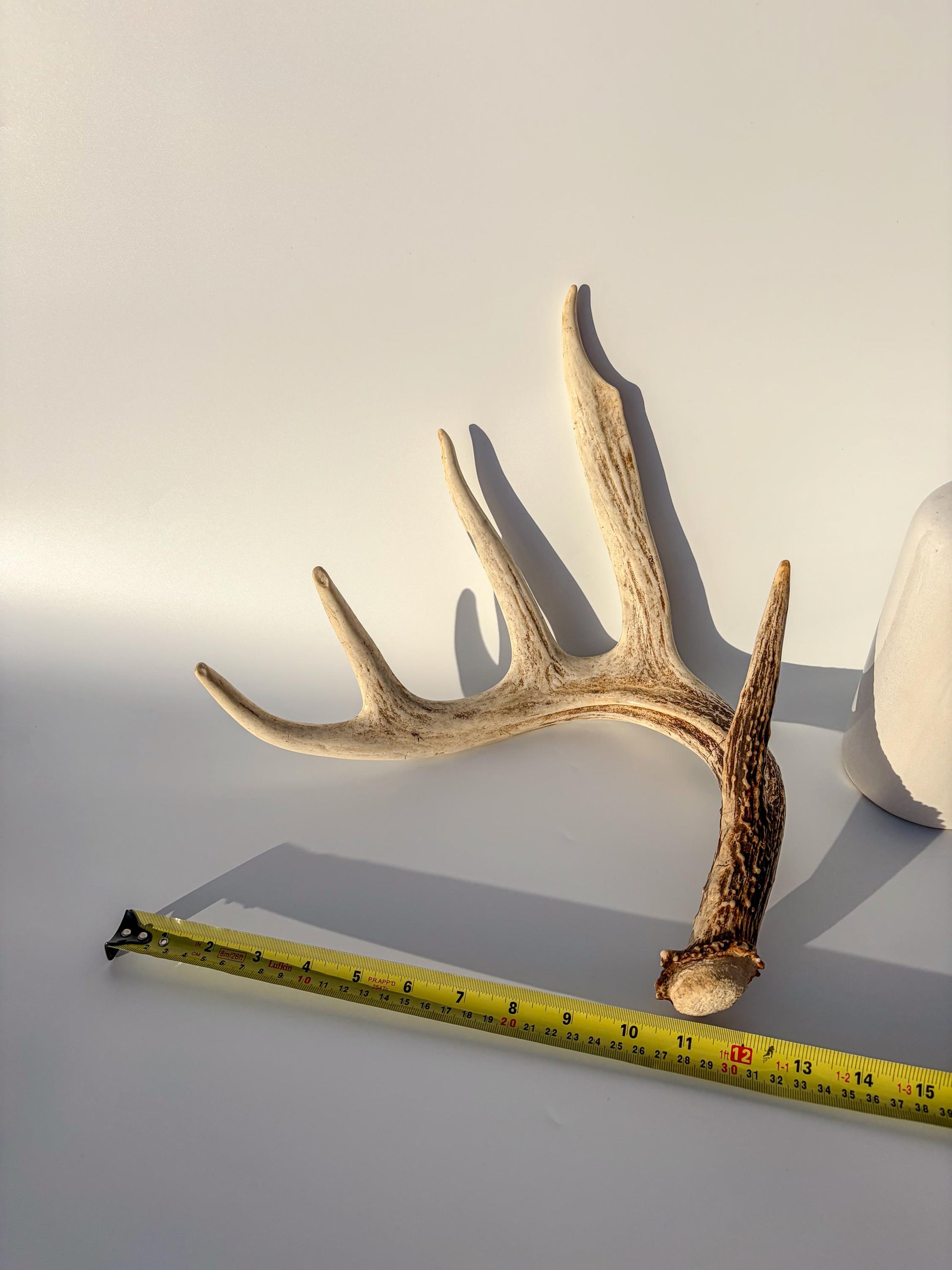 White-tailed Deer Antler – Naturally Shed, 5-Point, Crafting Decor