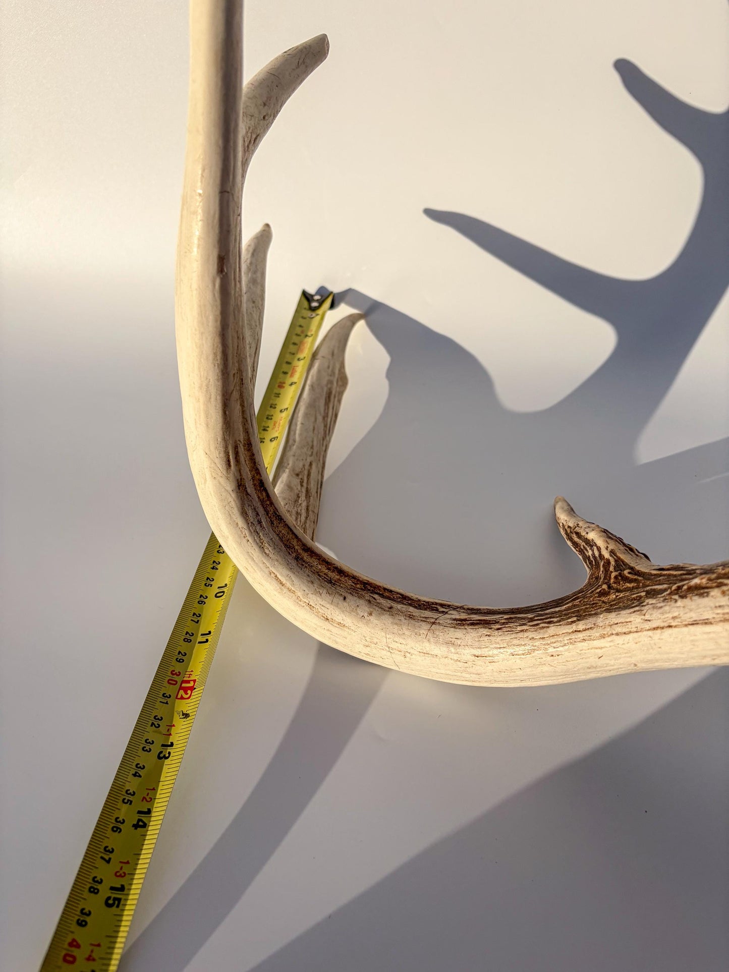 White-tailed Deer Antler – Naturally Shed, 5-Point, Crafting Decor