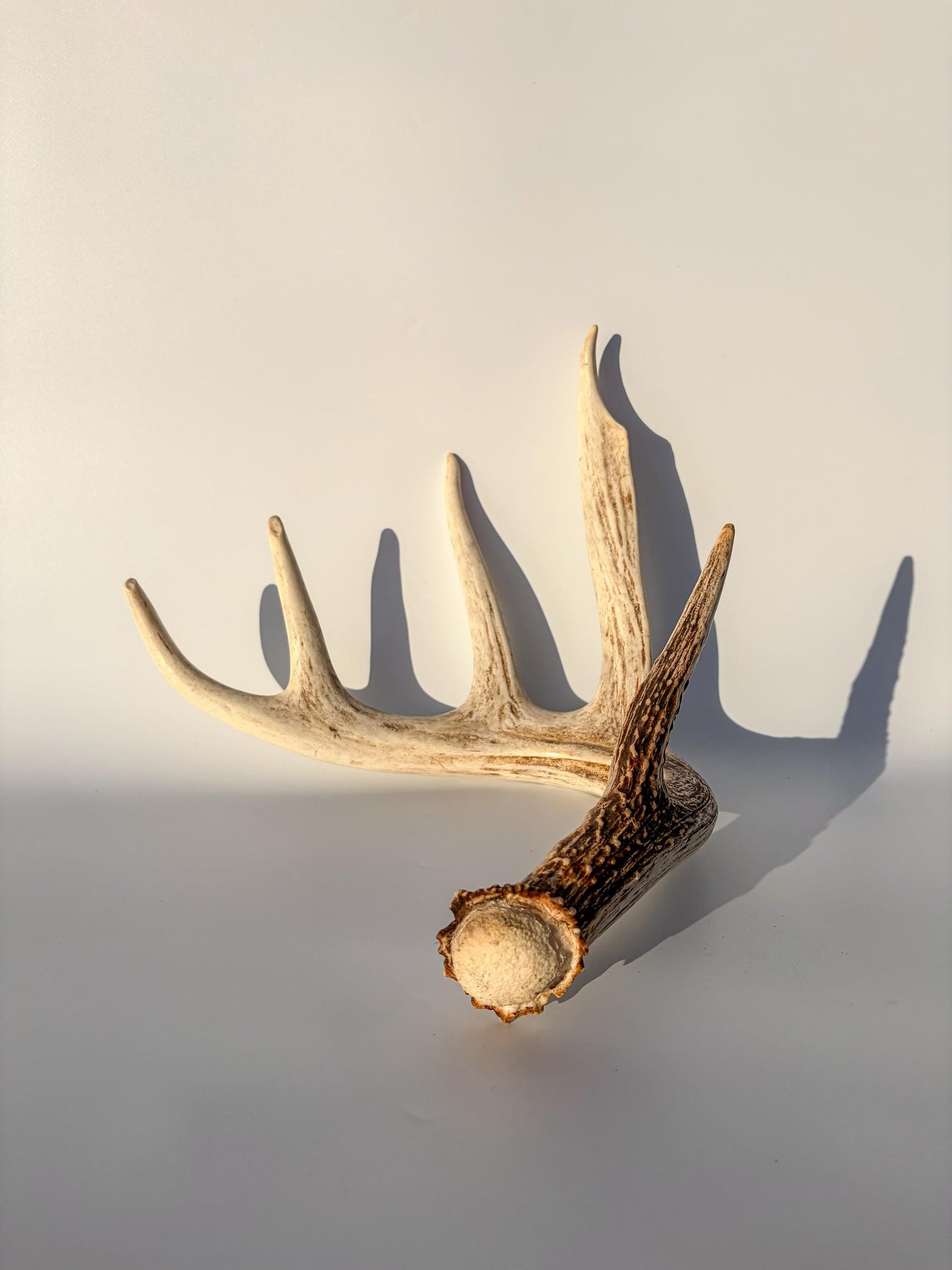White-tailed Deer Antler – Naturally Shed, 5-Point, Crafting Decor