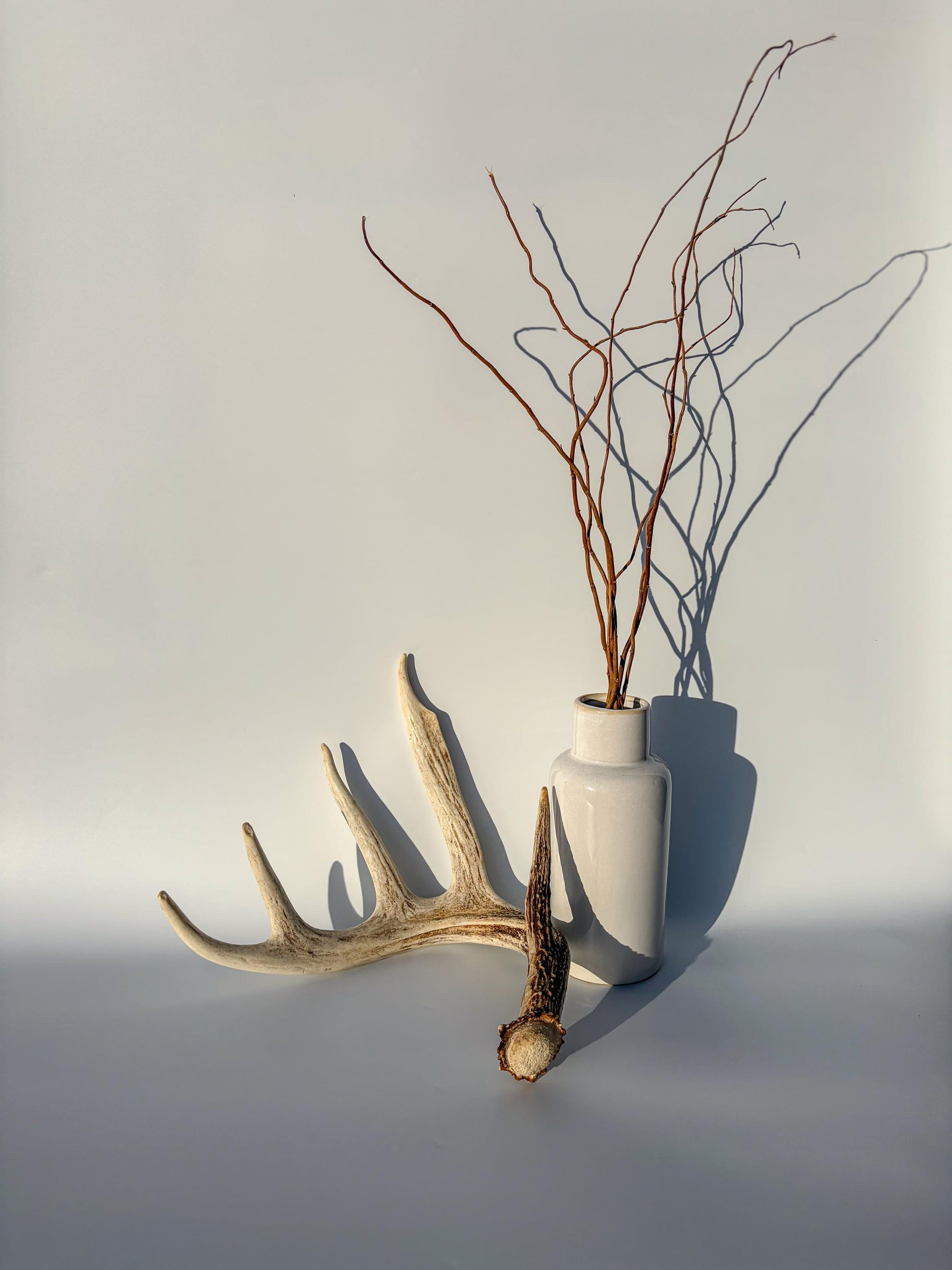 White-tailed Deer Antler – Naturally Shed, 5-Point, Crafting Decor