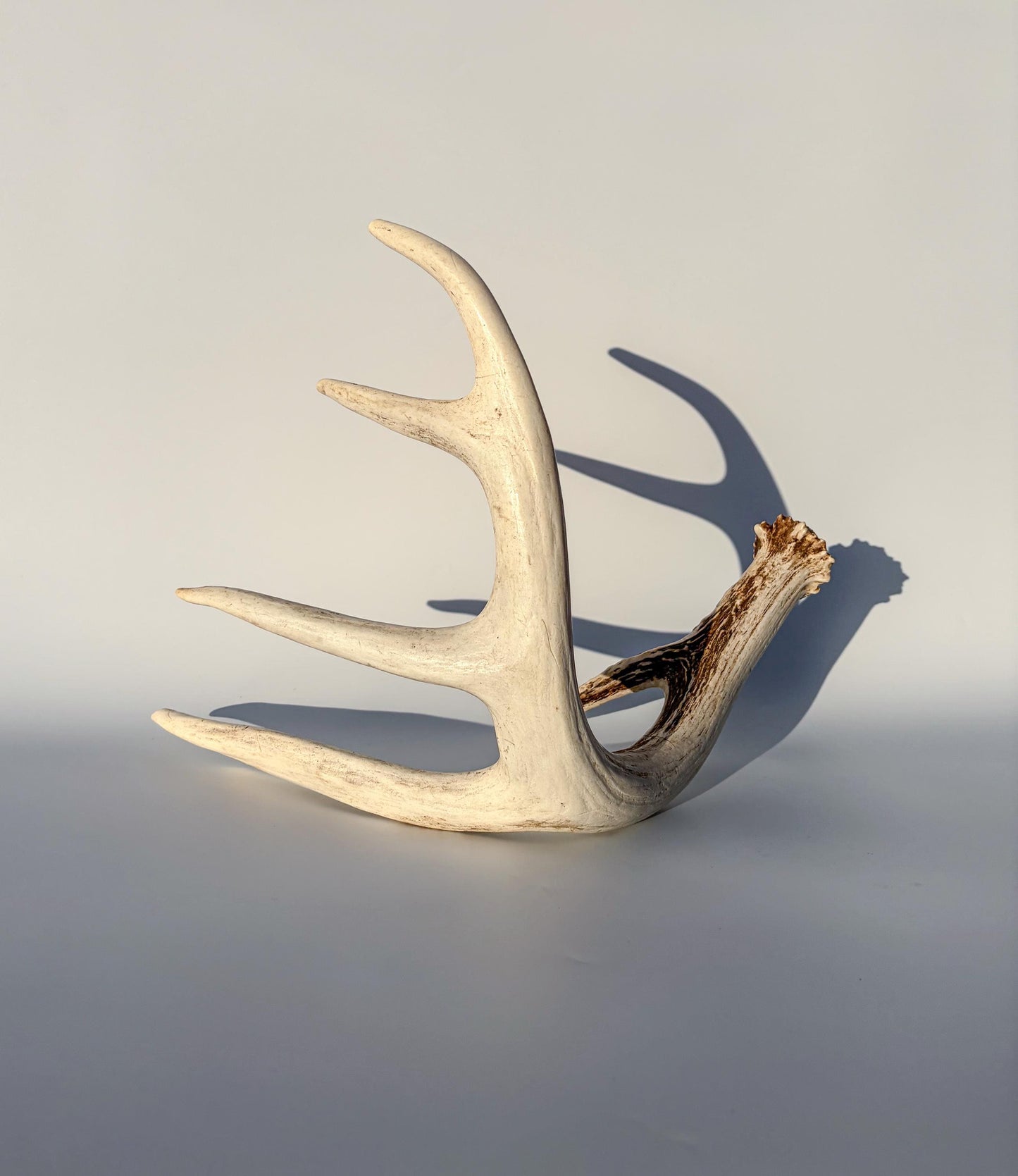 White-tailed Deer Antler – Naturally Shed, 5-Point, Crafting Decor