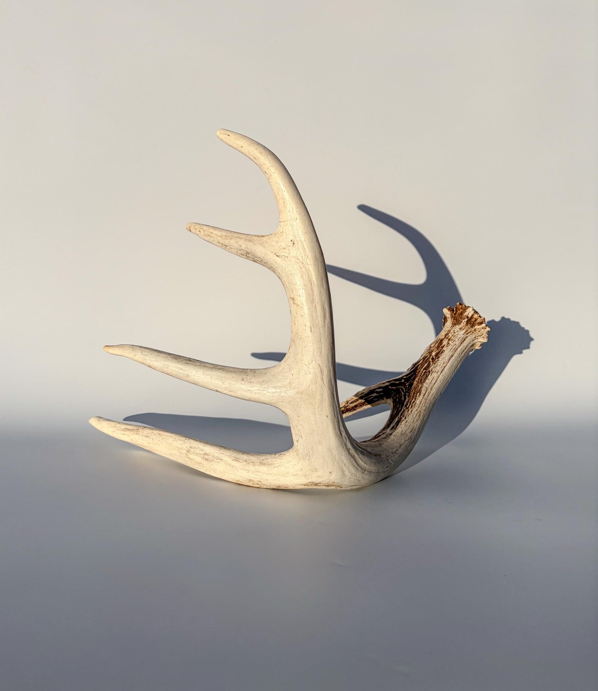 White-tailed Deer Antler – Naturally Shed, 5-Point, Crafting Decor