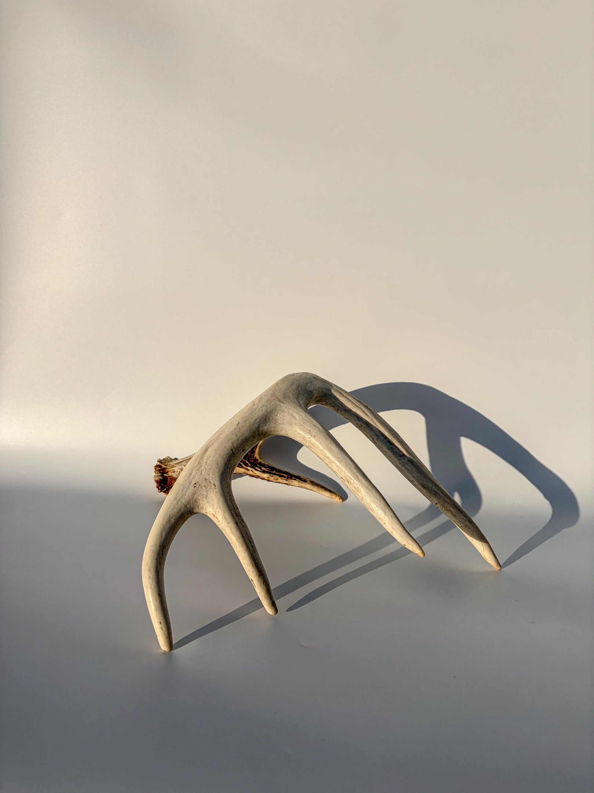 White-tailed Deer Antler – Naturally Shed, 5-Point, Crafting Decor