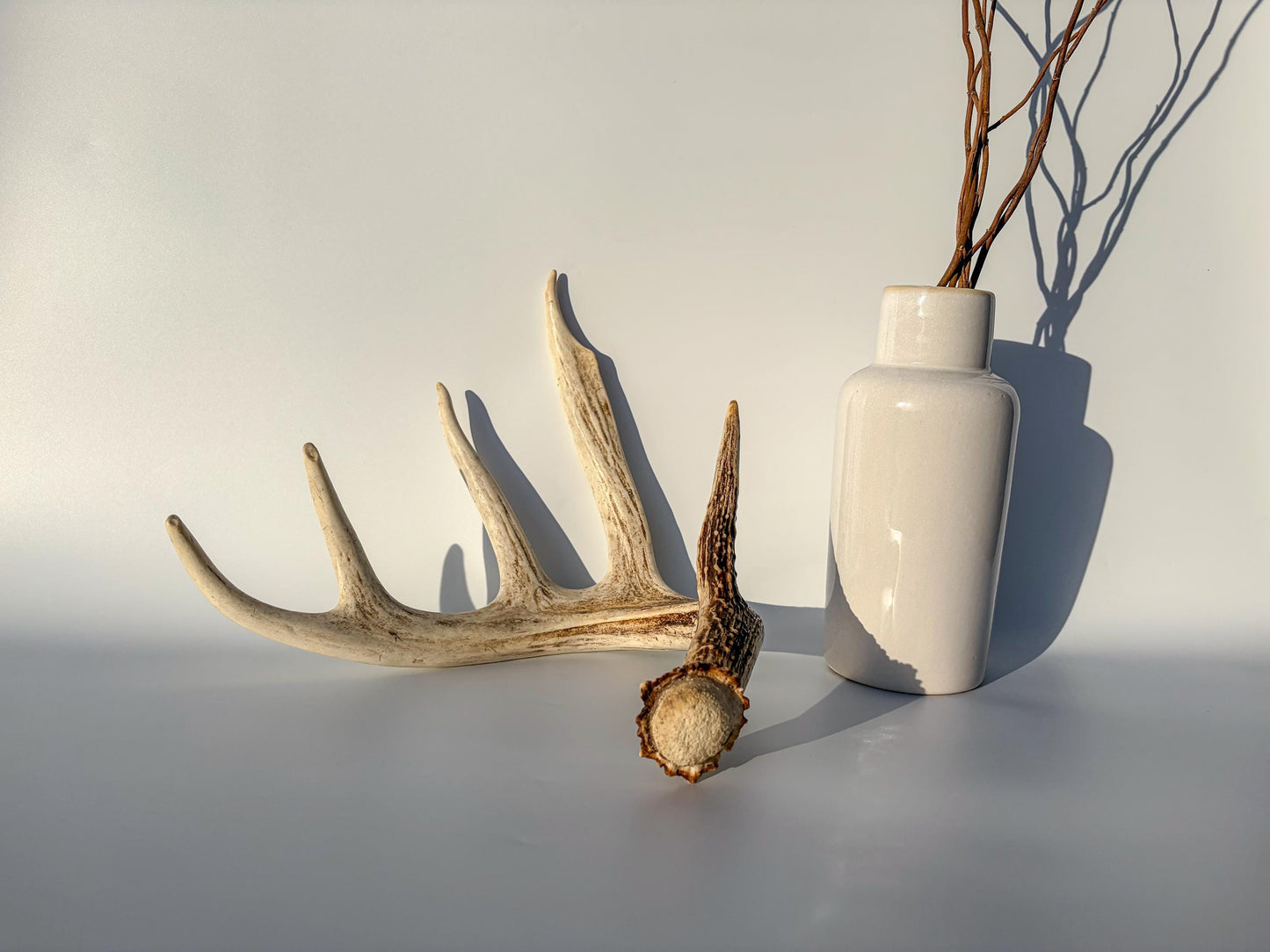 White-tailed Deer Antler – Naturally Shed, 5-Point, Crafting Decor