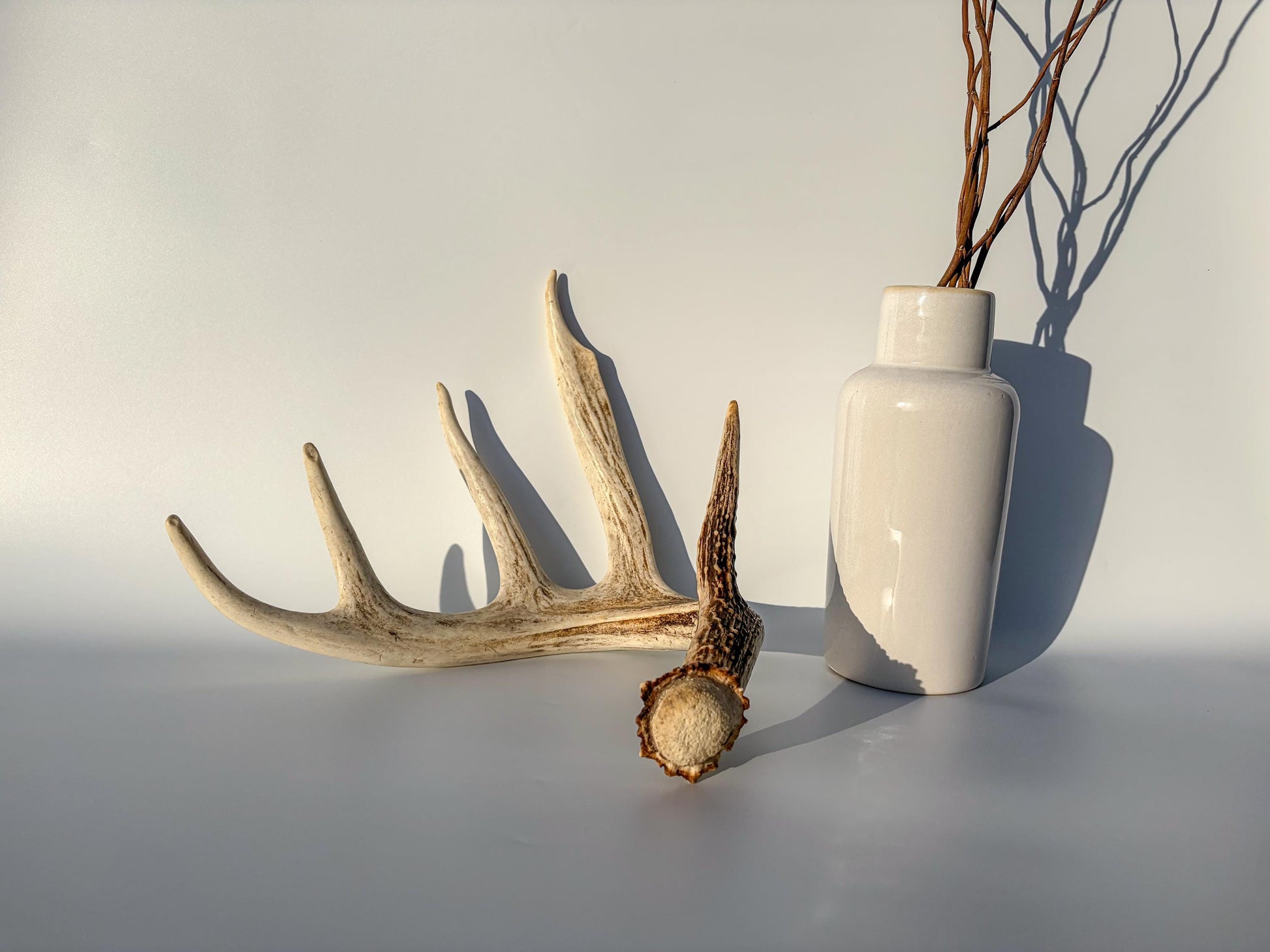 White-tailed Deer Antler – Naturally Shed, 5-Point, Crafting Decor