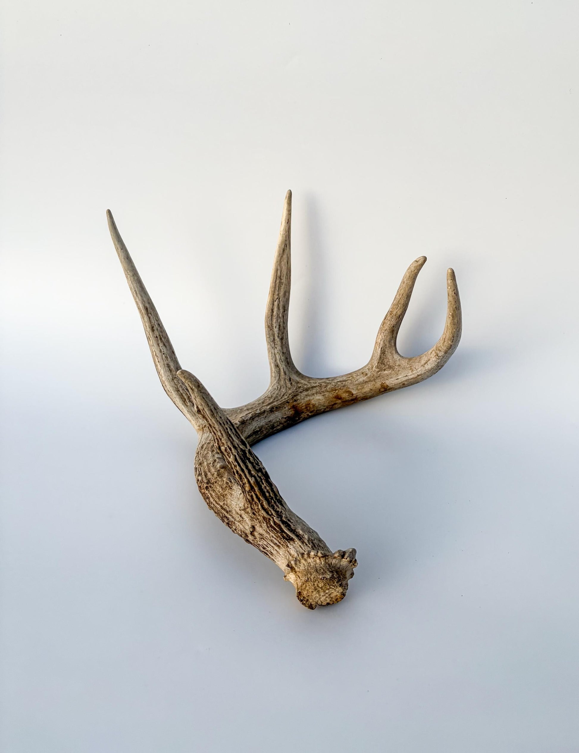 Deer Antler - White-tailed deer Antler. Wild antler for decor, design, crafting and more