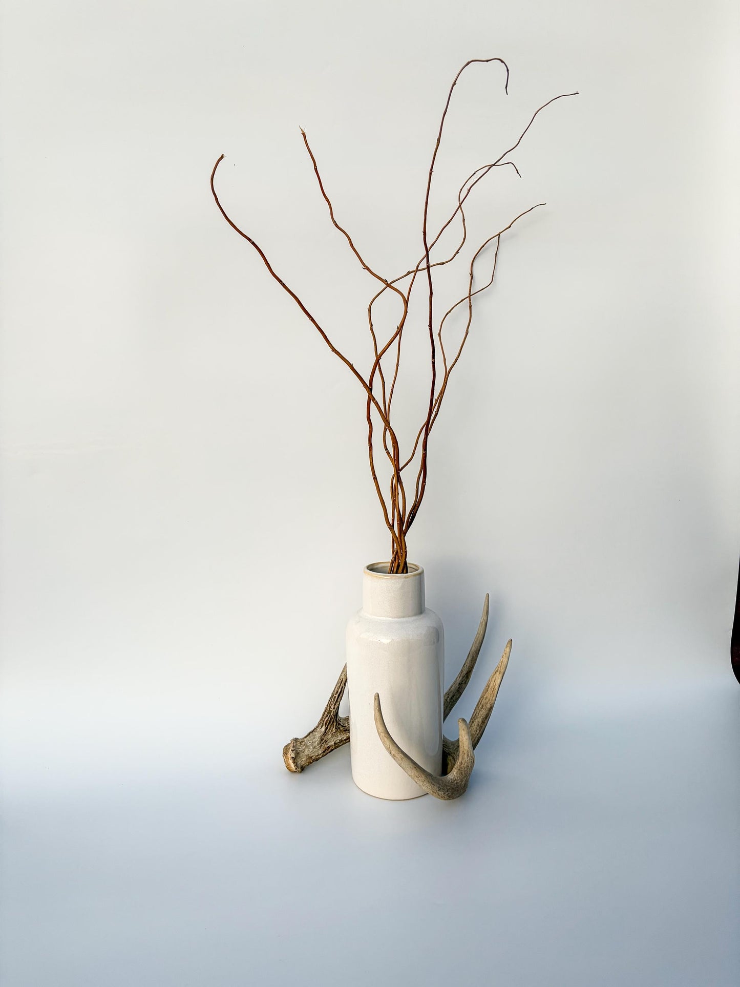 Deer Antler - White-tailed deer Antler. Wild antler for decor, design, crafting and more