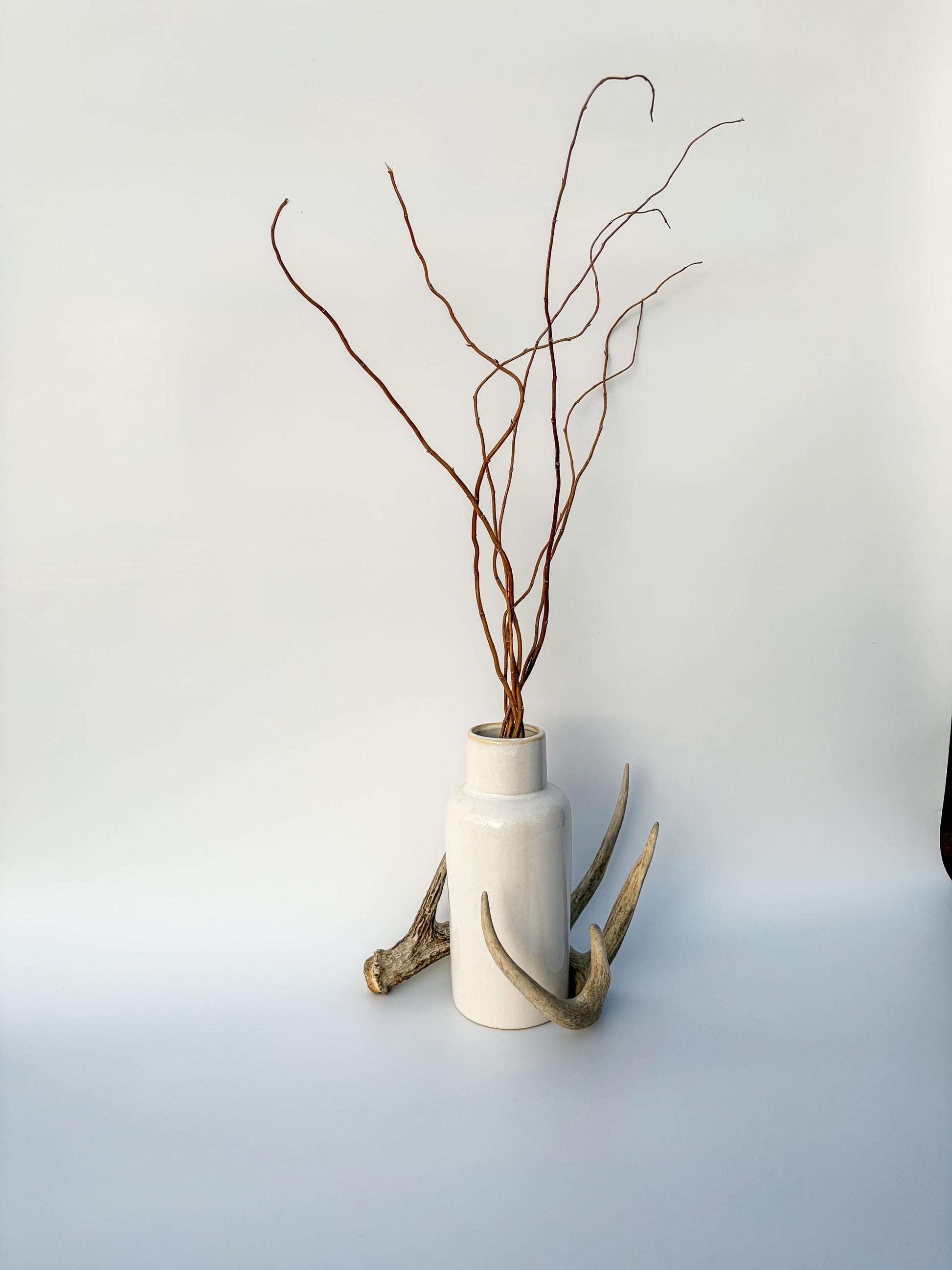 Deer Antler - White-tailed deer Antler. Wild antler for decor, design, crafting and more