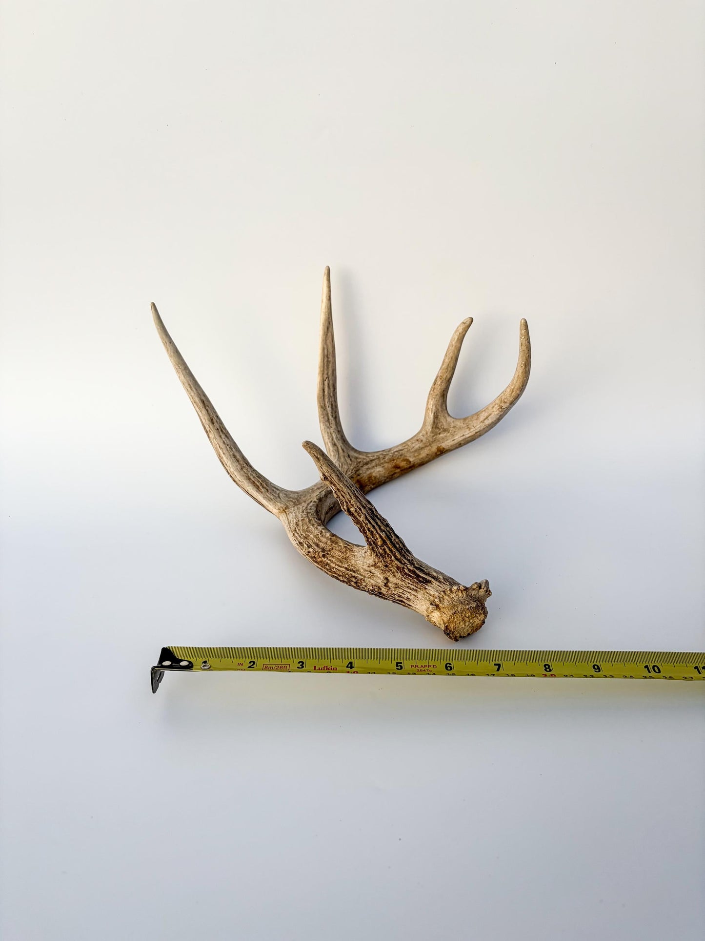 Deer Antler - White-tailed deer Antler. Wild antler for decor, design, crafting and more