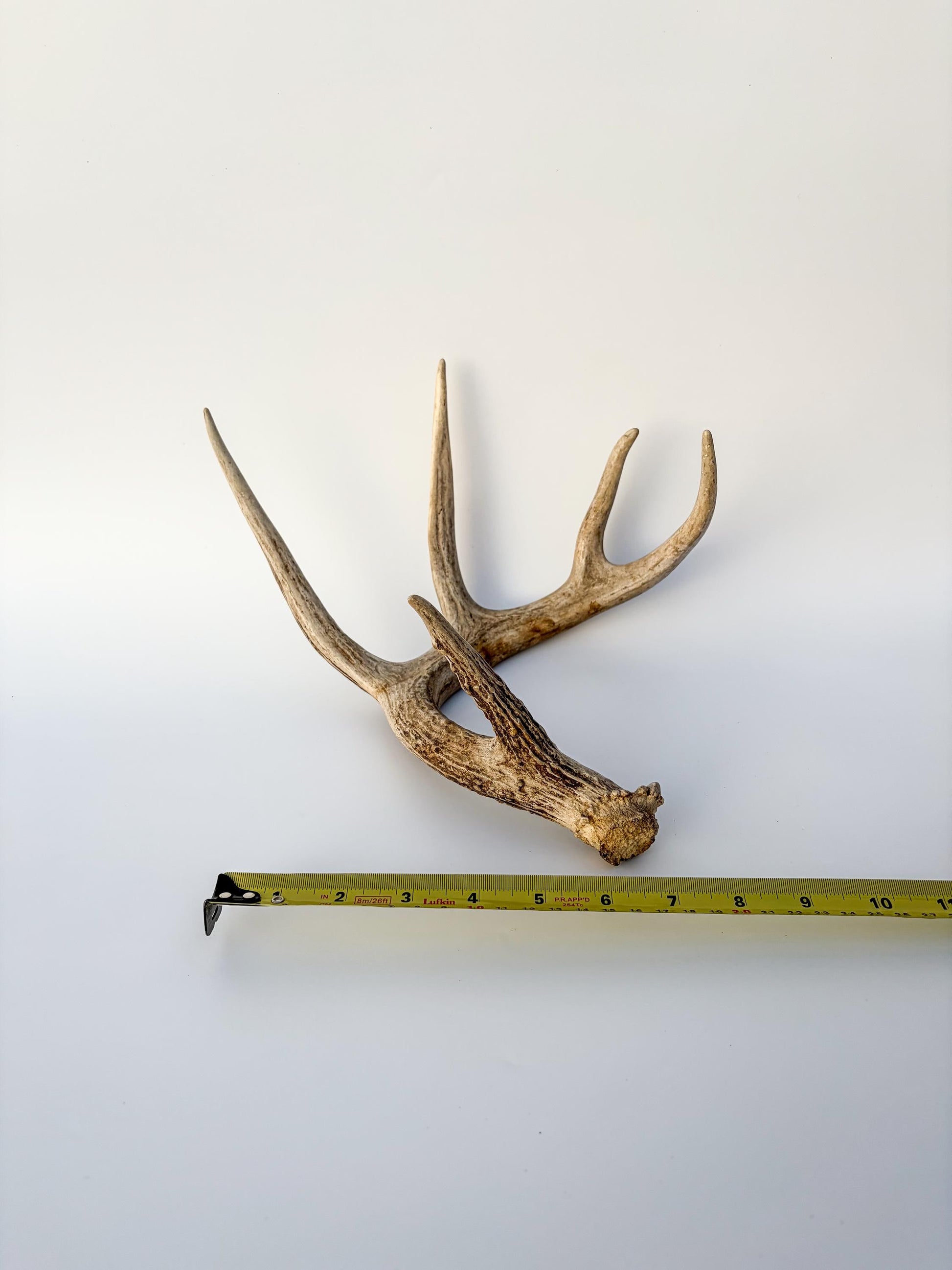 Deer Antler - White-tailed deer Antler. Wild antler for decor, design, crafting and more