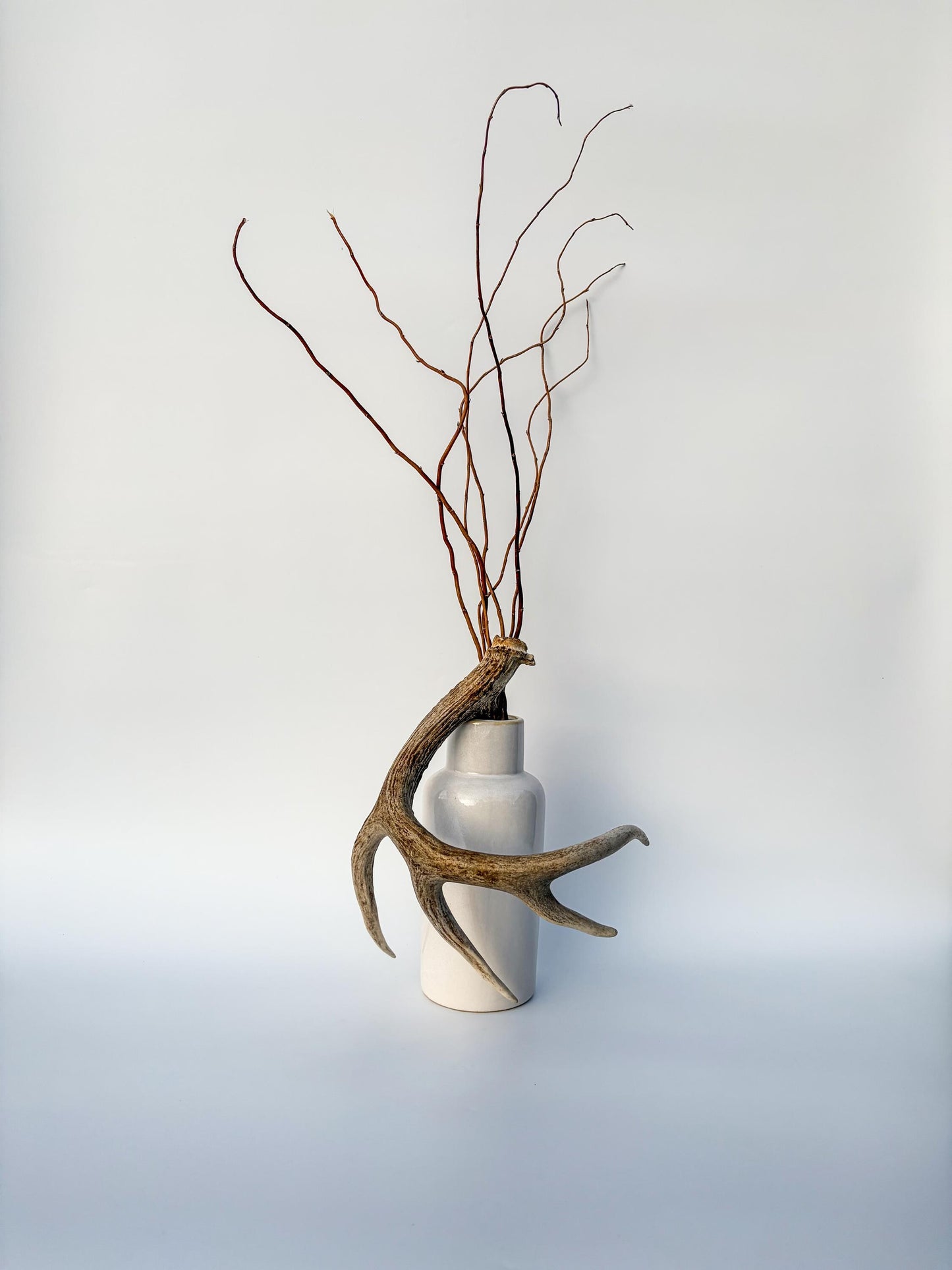 Deer Antler - White-tailed deer Antler. Wild antler for decor, design, crafting and more