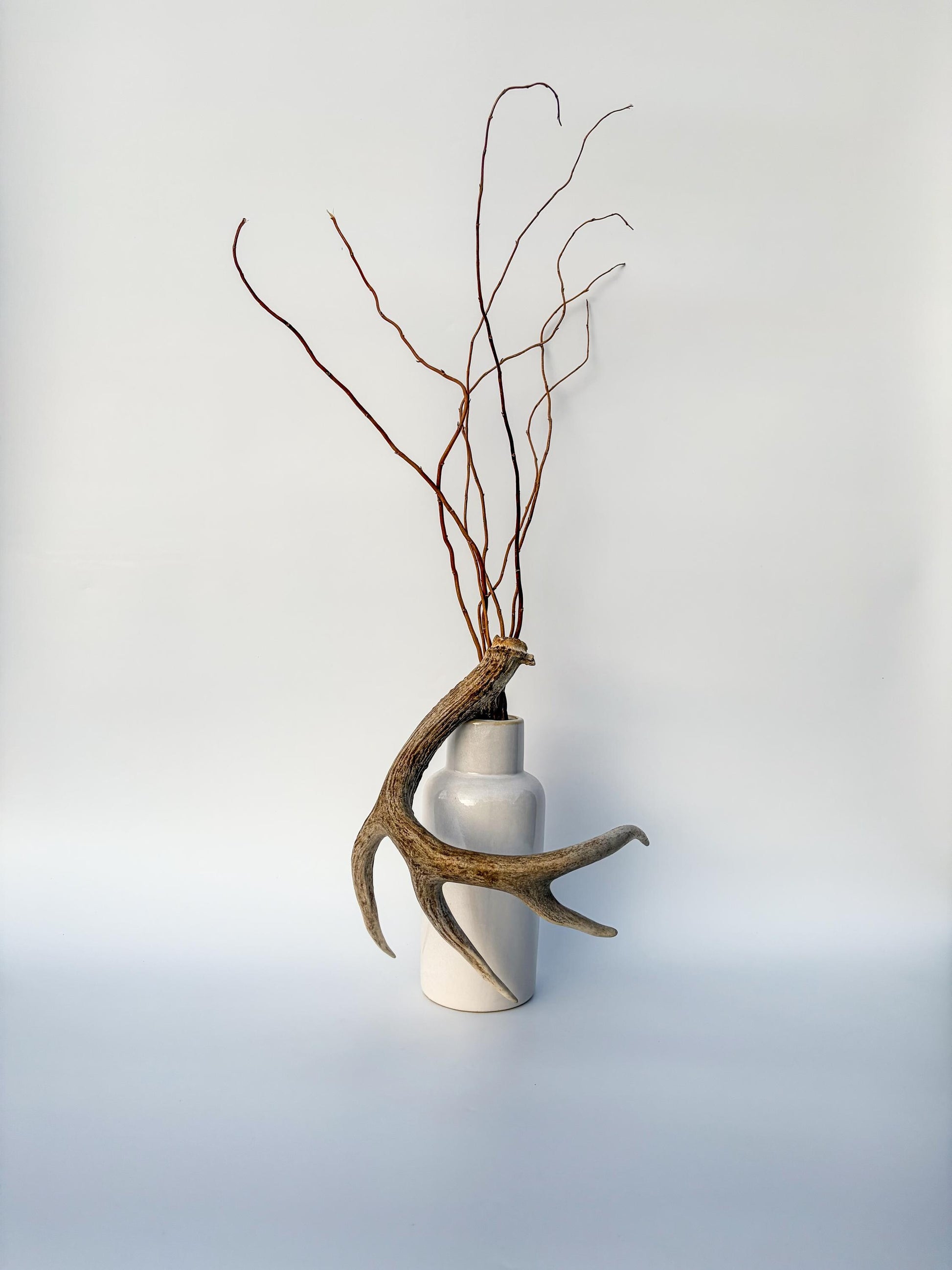 Deer Antler - White-tailed deer Antler. Wild antler for decor, design, crafting and more