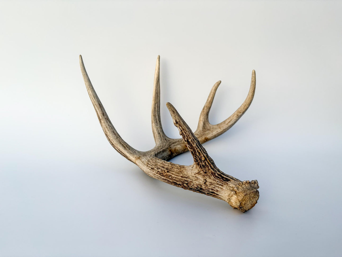 Deer Antler - White-tailed deer Antler. Wild antler for decor, design, crafting and more