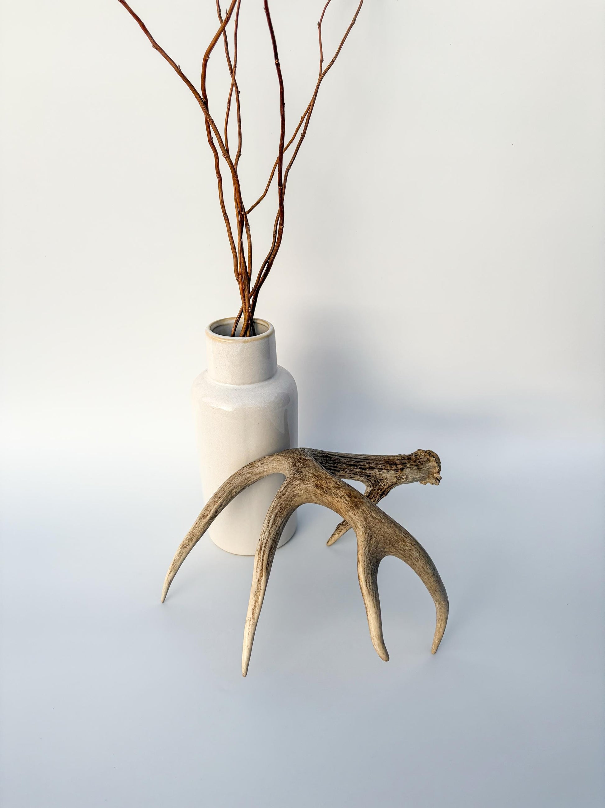 Deer Antler - White-tailed deer Antler. Wild antler for decor, design, crafting and more