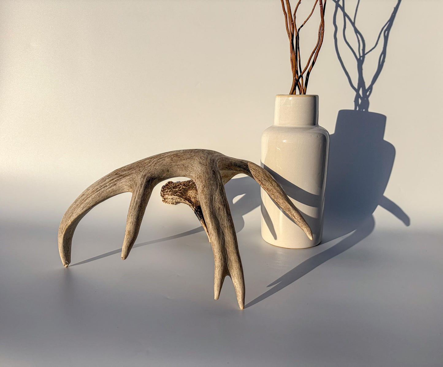 White-tailed Deer Antler – Heavy Naturally Shed, Crafting and Decor Antler