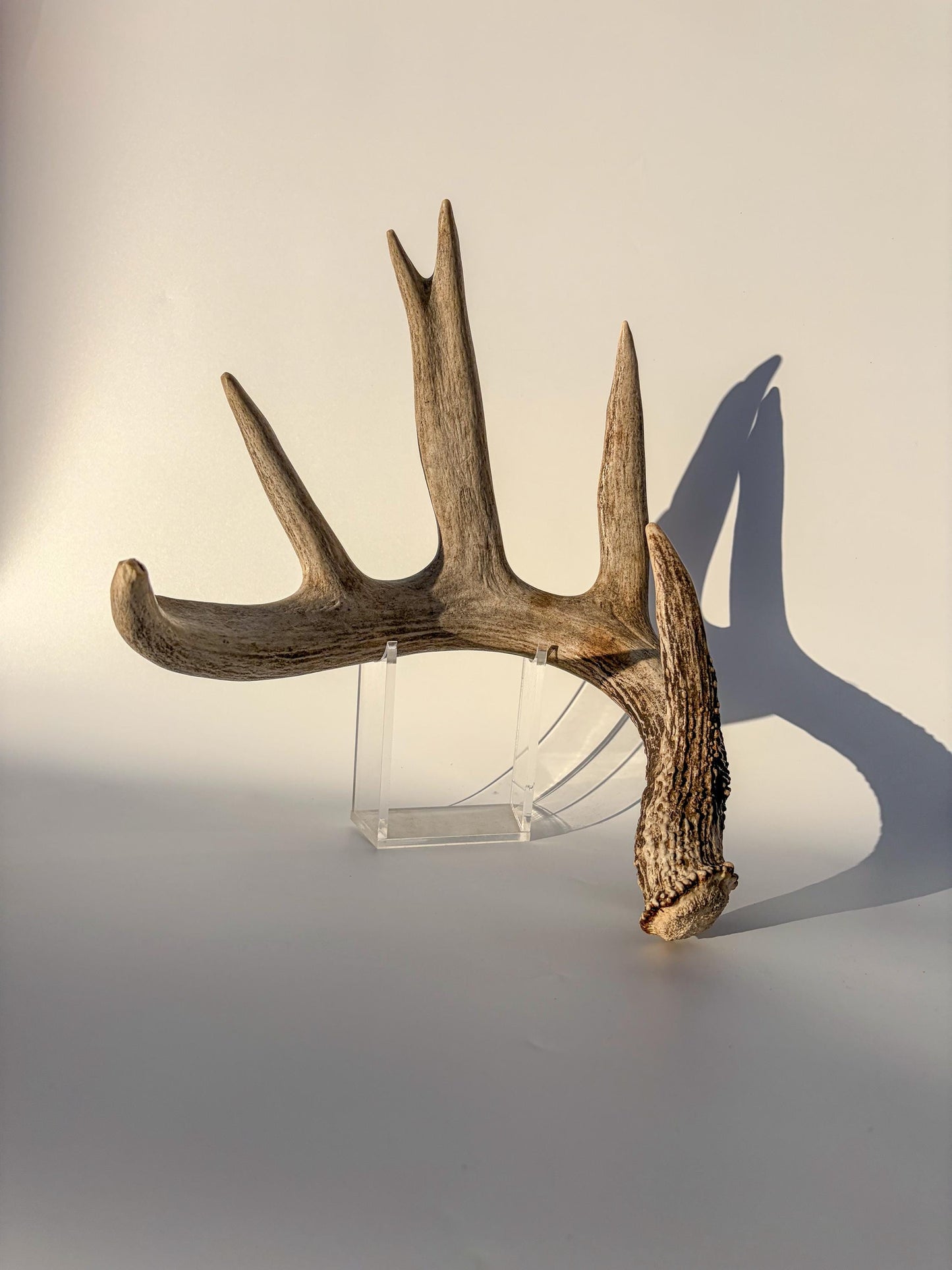 White-tailed Deer Antler – Heavy Naturally Shed, Crafting and Decor Antler