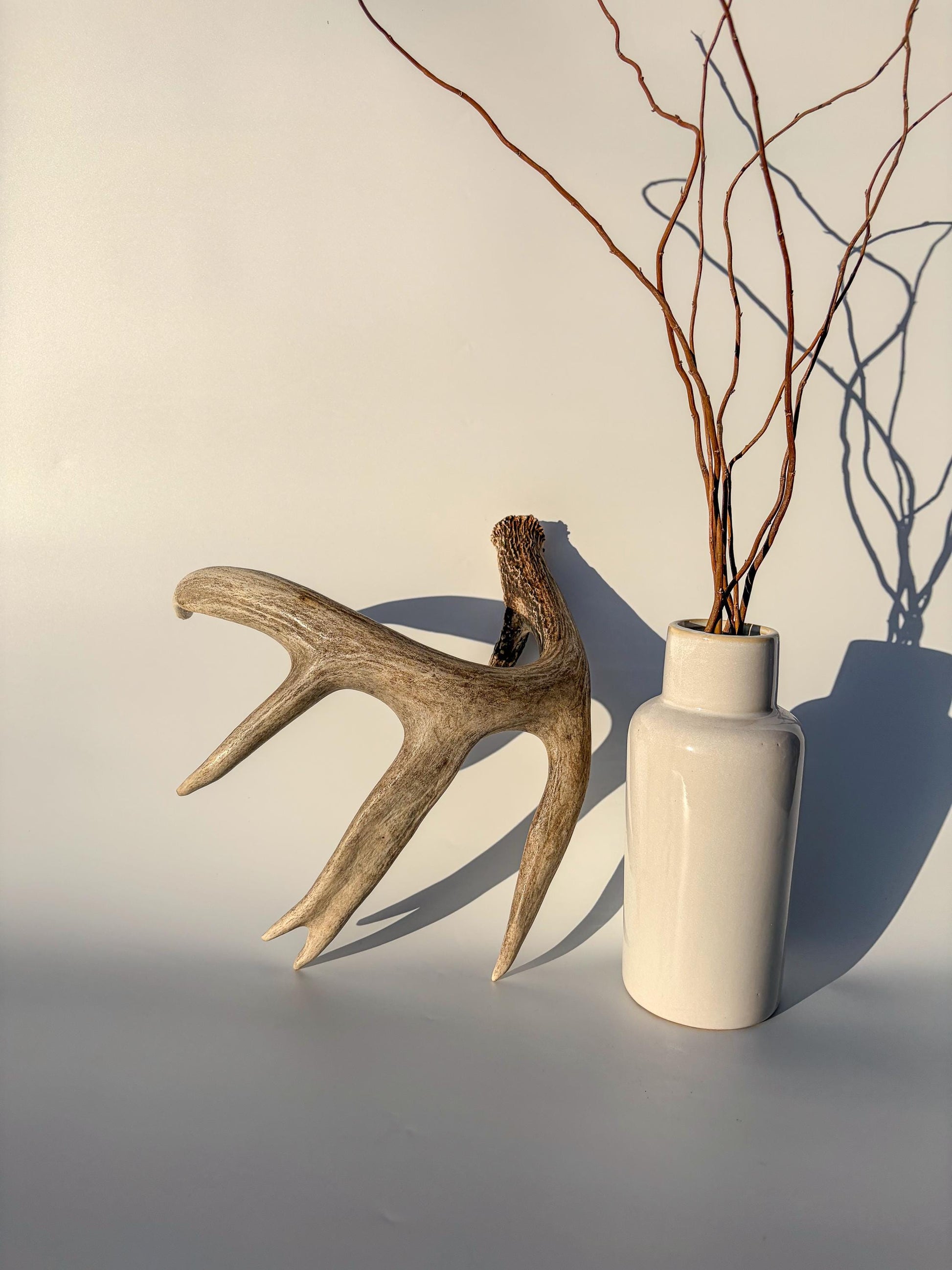 White-tailed Deer Antler – Heavy Naturally Shed, Crafting and Decor Antler