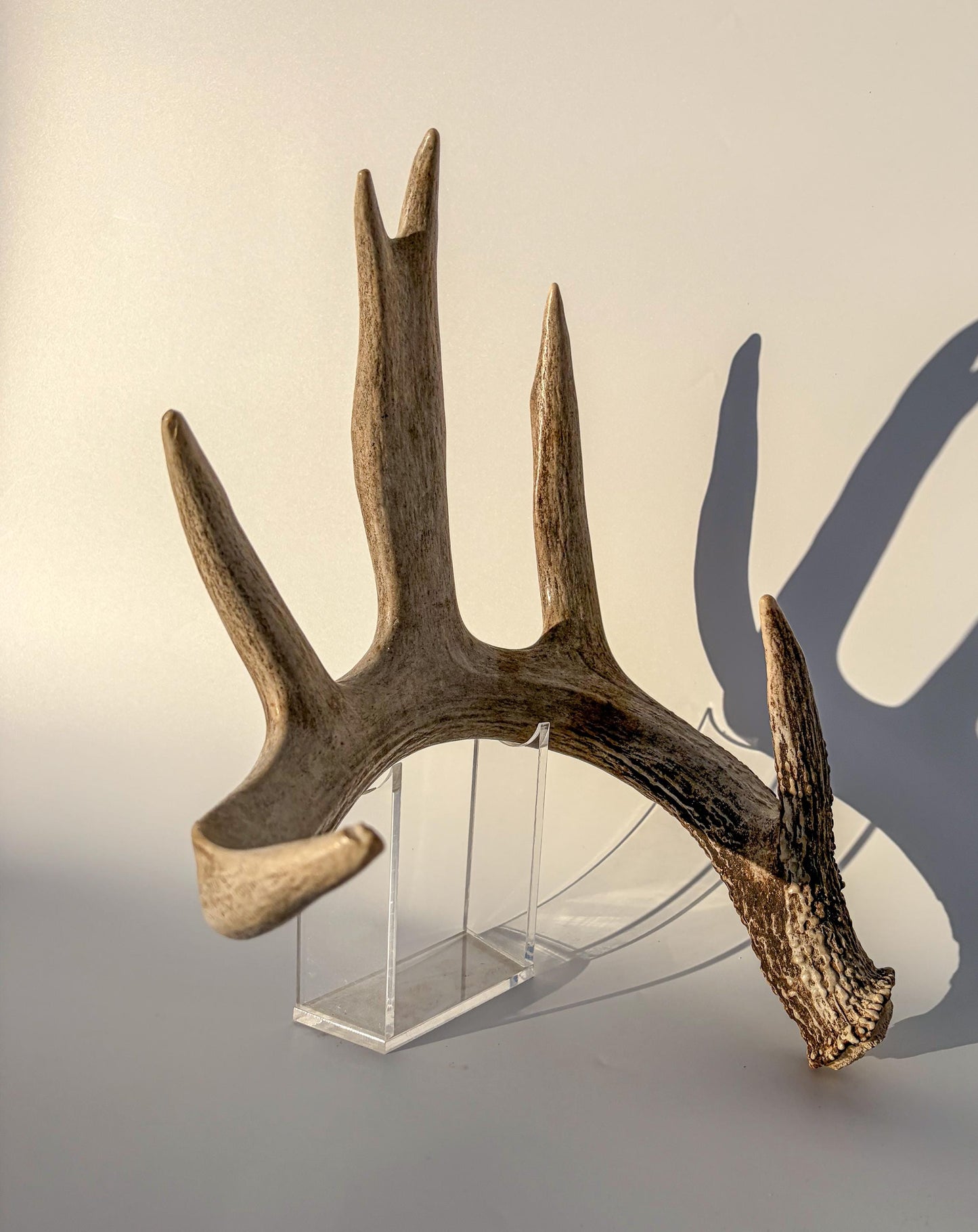 White-tailed Deer Antler – Heavy Naturally Shed, Crafting and Decor Antler