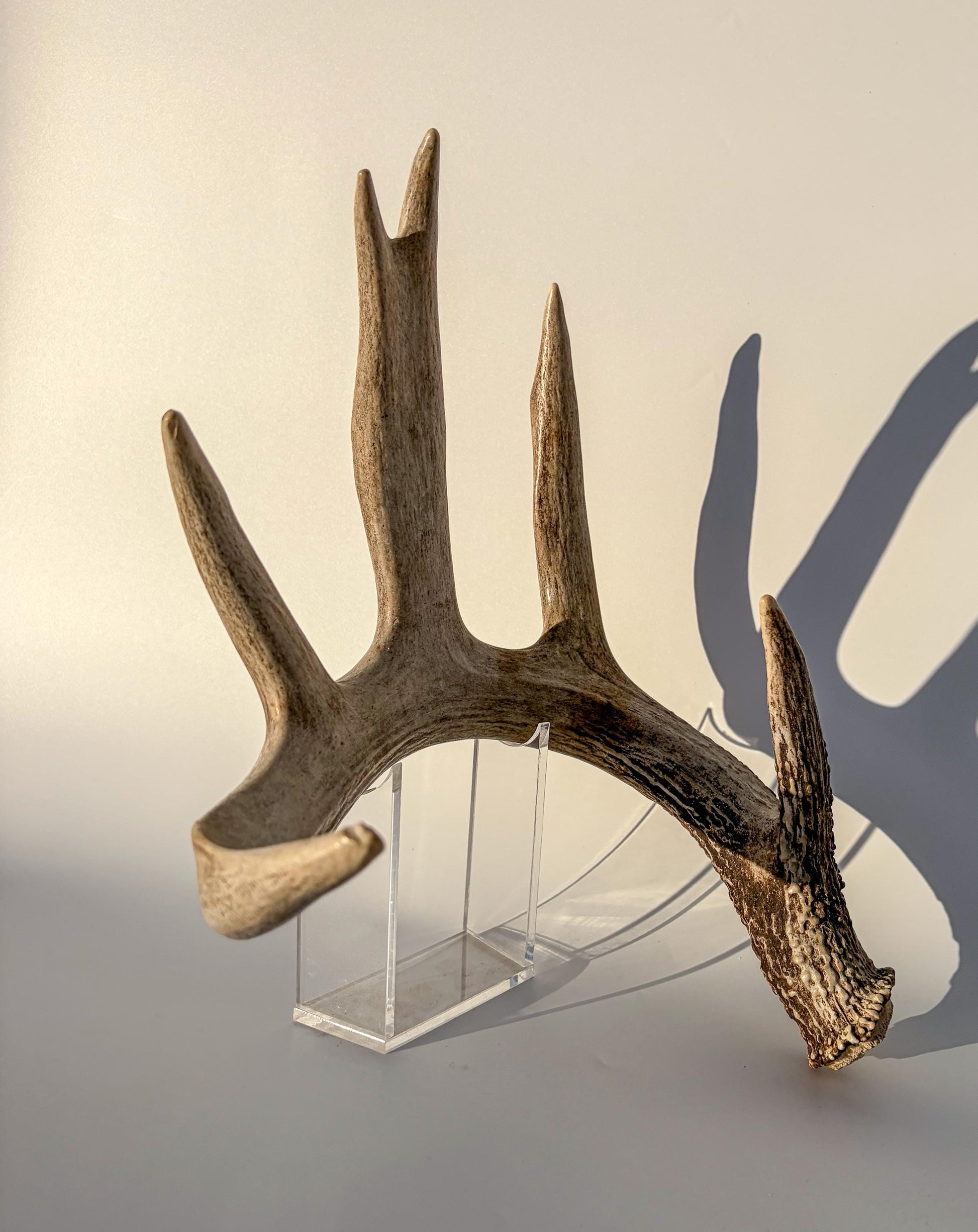 White-tailed Deer Antler – Heavy Naturally Shed, Crafting and Decor Antler