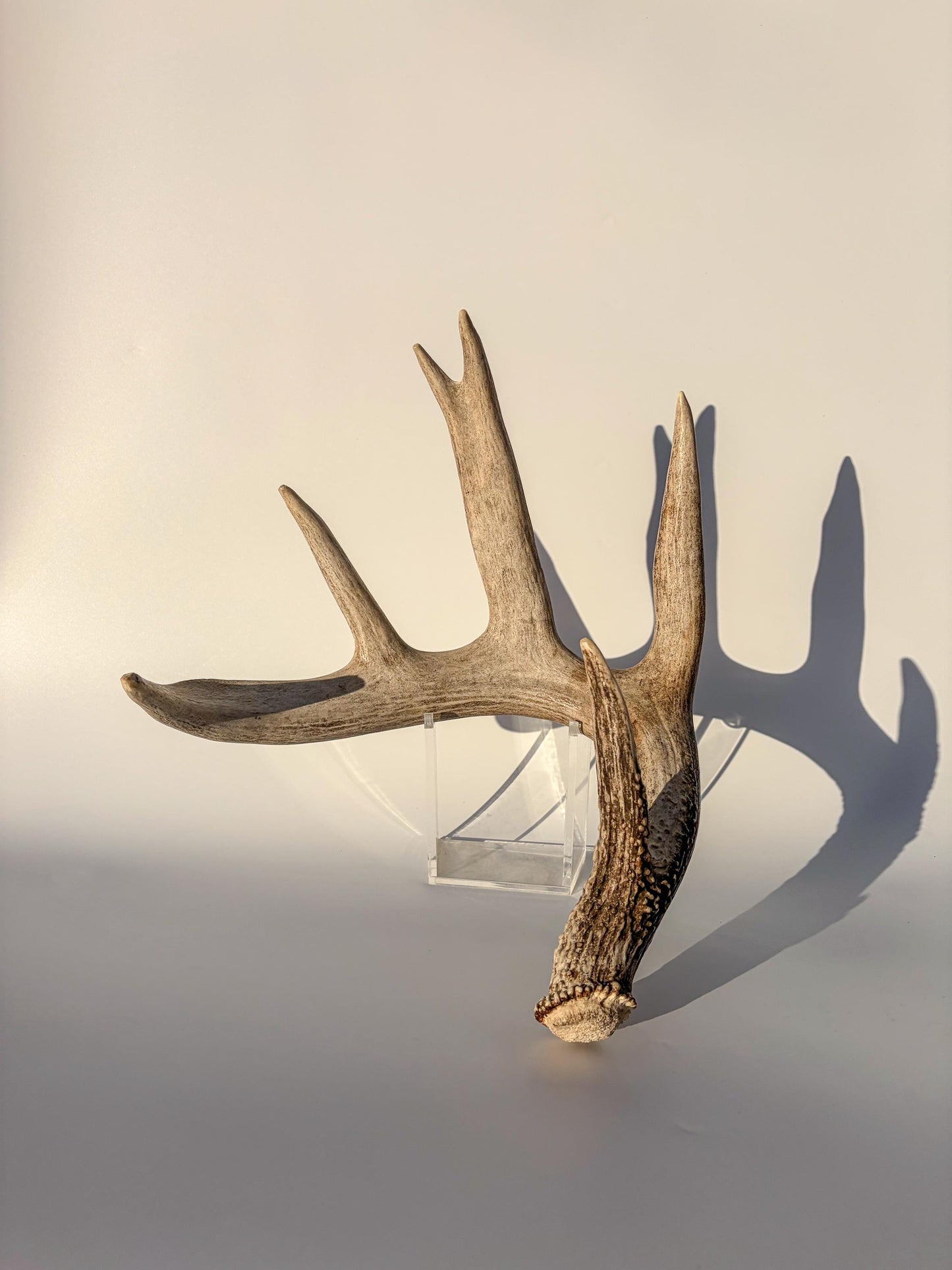 White-tailed Deer Antler – Heavy Naturally Shed, Crafting and Decor Antler
