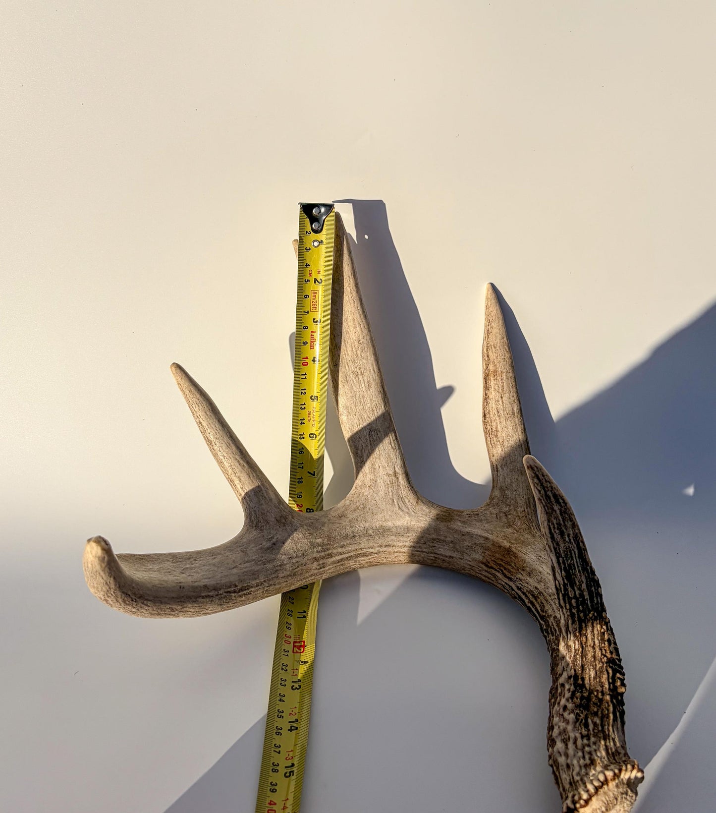 White-tailed Deer Antler – Heavy Naturally Shed, Crafting and Decor Antler