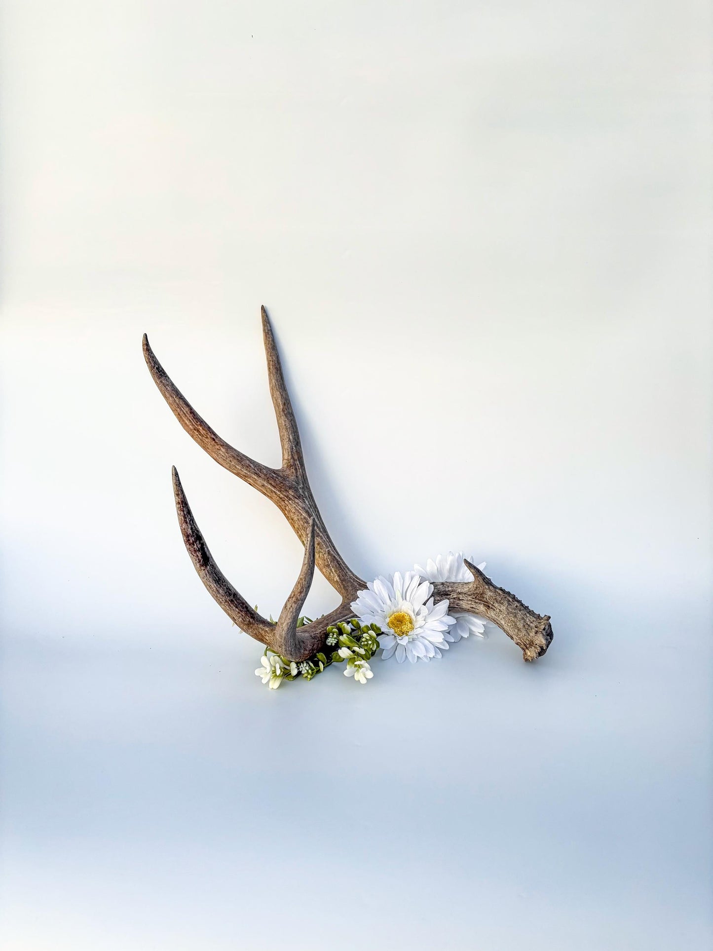 Mule deer antler. Large deep forked antler ideal for rustic style decor