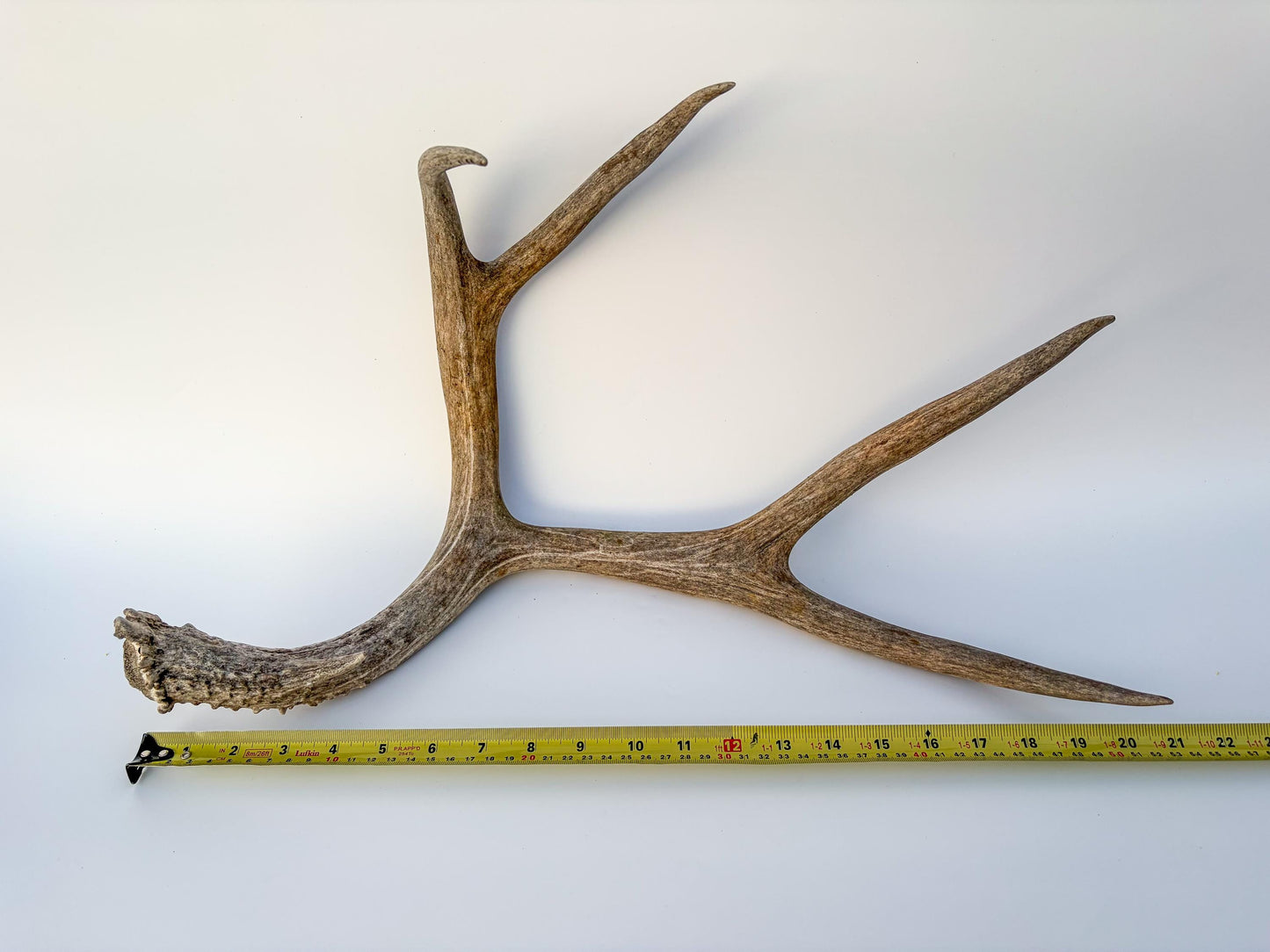 Mule deer antler. Large deep forked antler ideal for rustic style decor