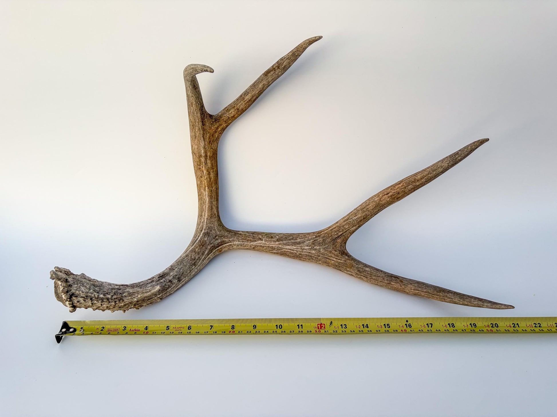 Mule deer antler. Large deep forked antler ideal for rustic style decor