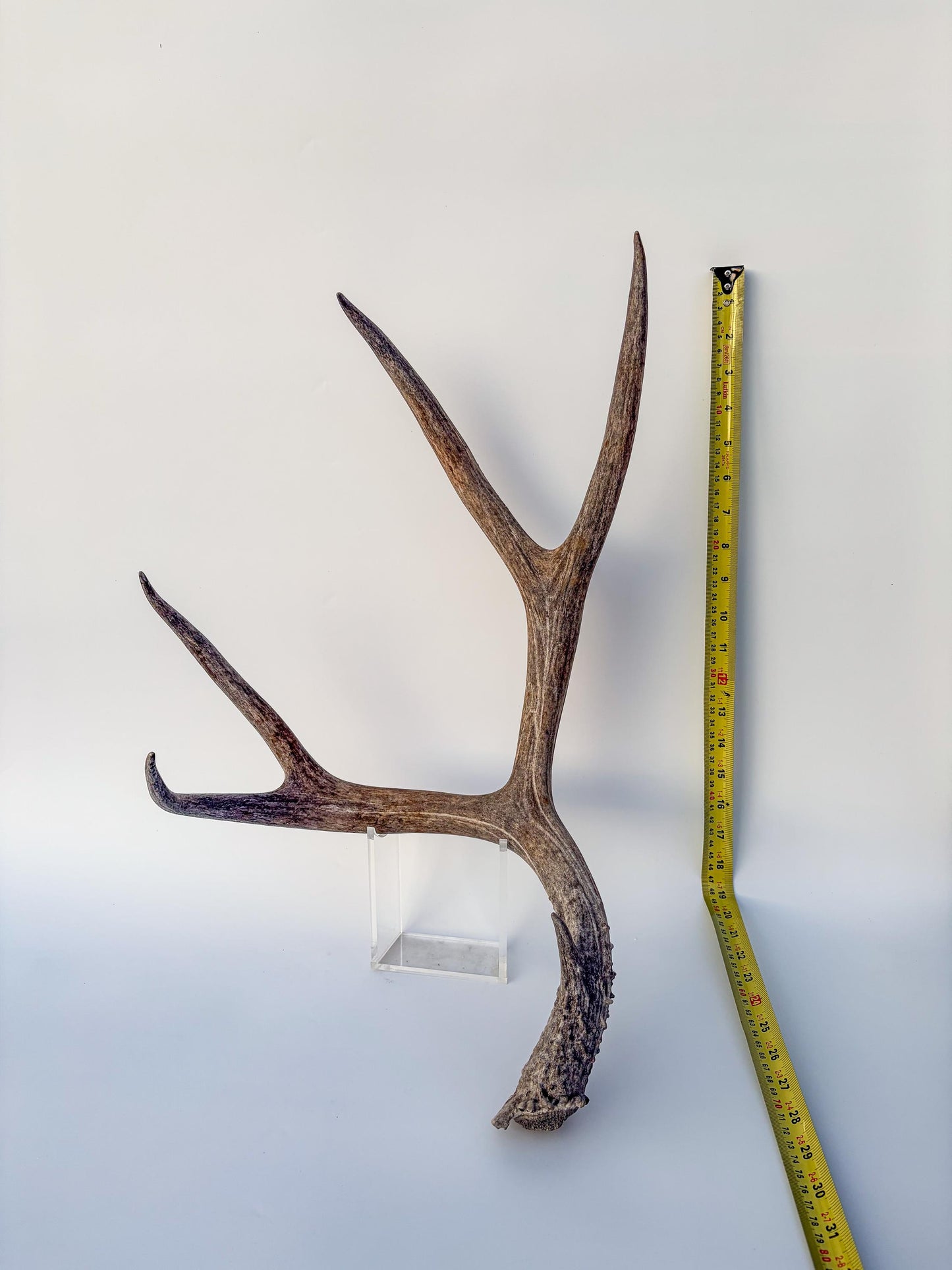 Mule deer antler. Large deep forked antler ideal for rustic style decor
