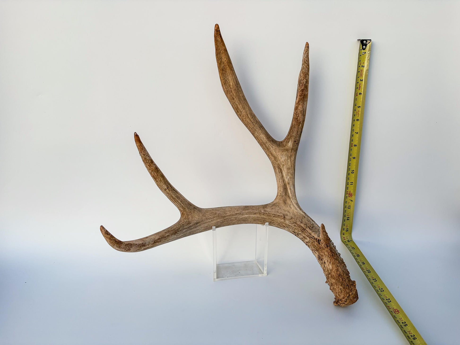 Mule deer antler. Large deep forked antler ideal for rustic style decor