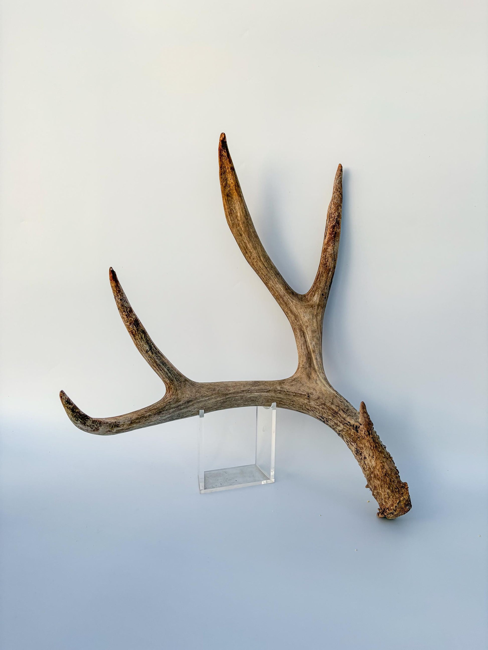 Mule deer antler. Large deep forked antler ideal for rustic style decor