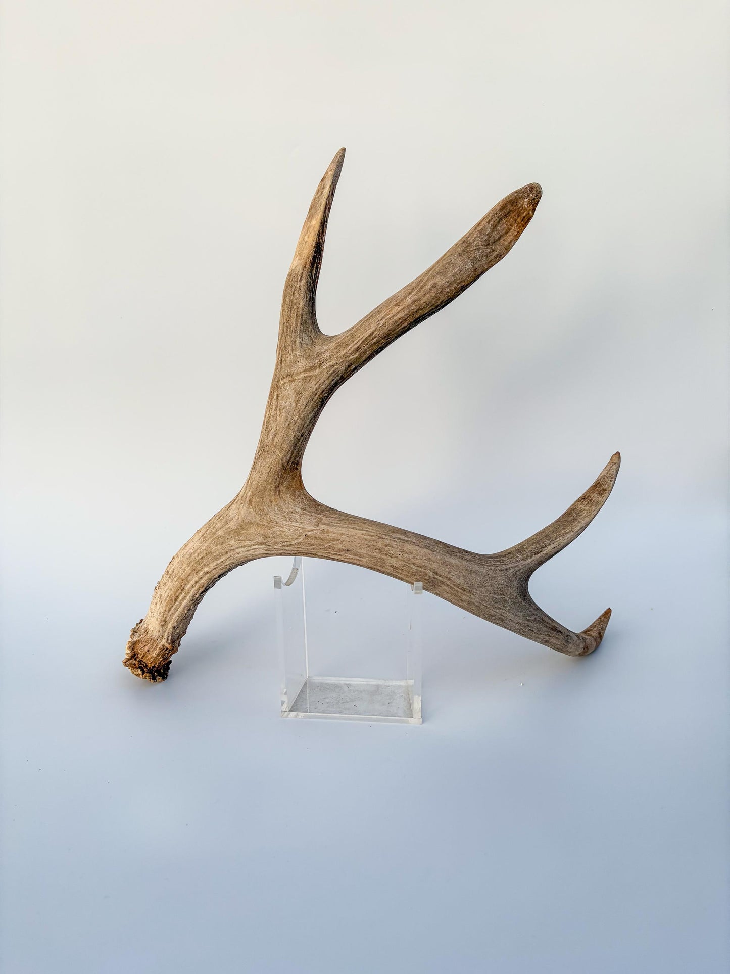 Mule deer antler. Large deep forked antler ideal for rustic style decor
