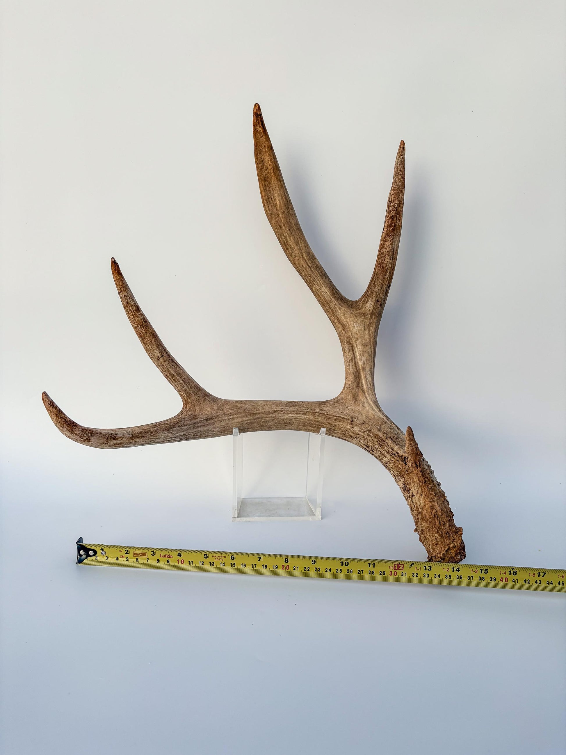 Mule deer antler. Large deep forked antler ideal for rustic style decor