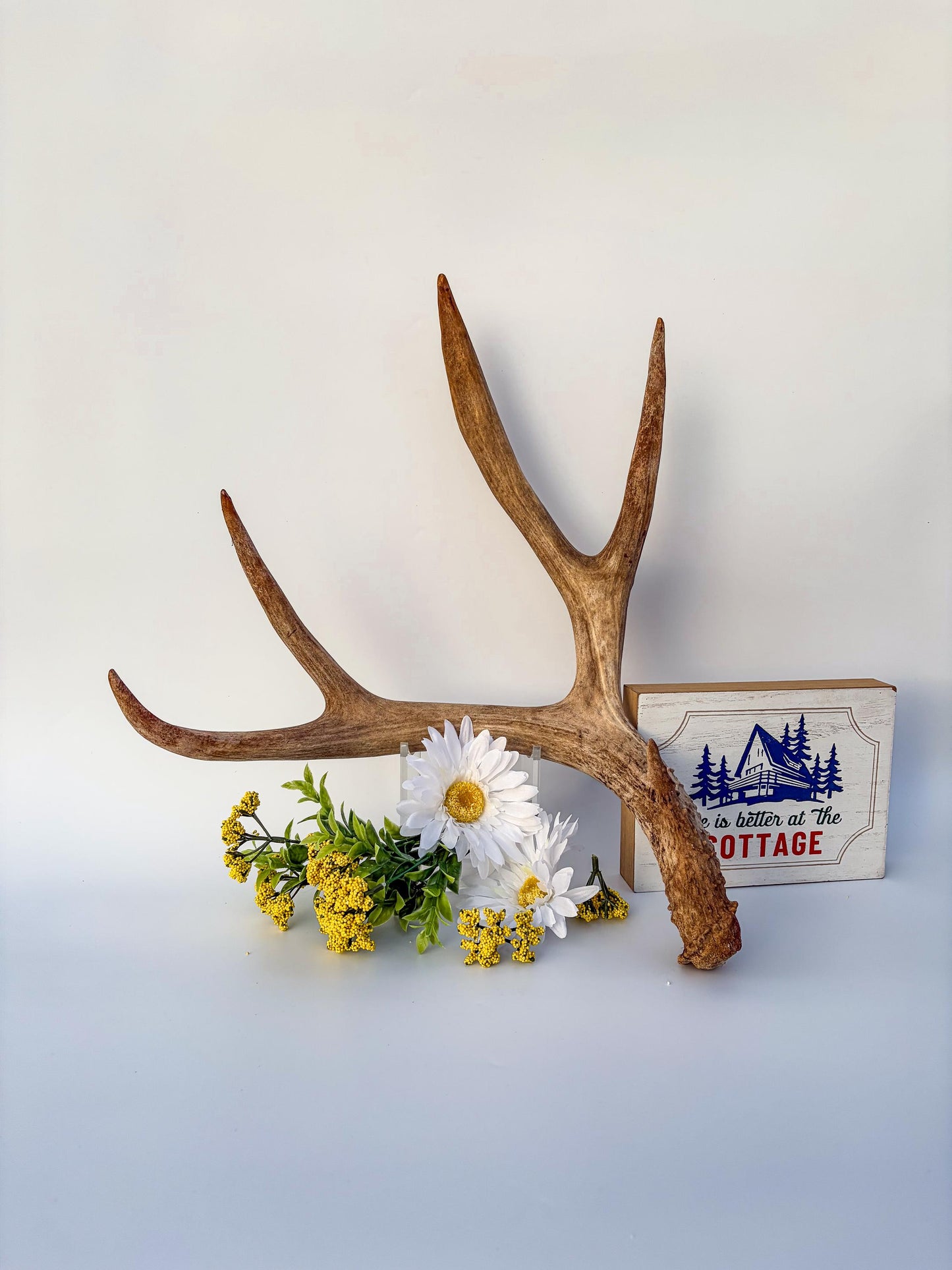 Mule deer antler. Large deep forked antler ideal for rustic style decor