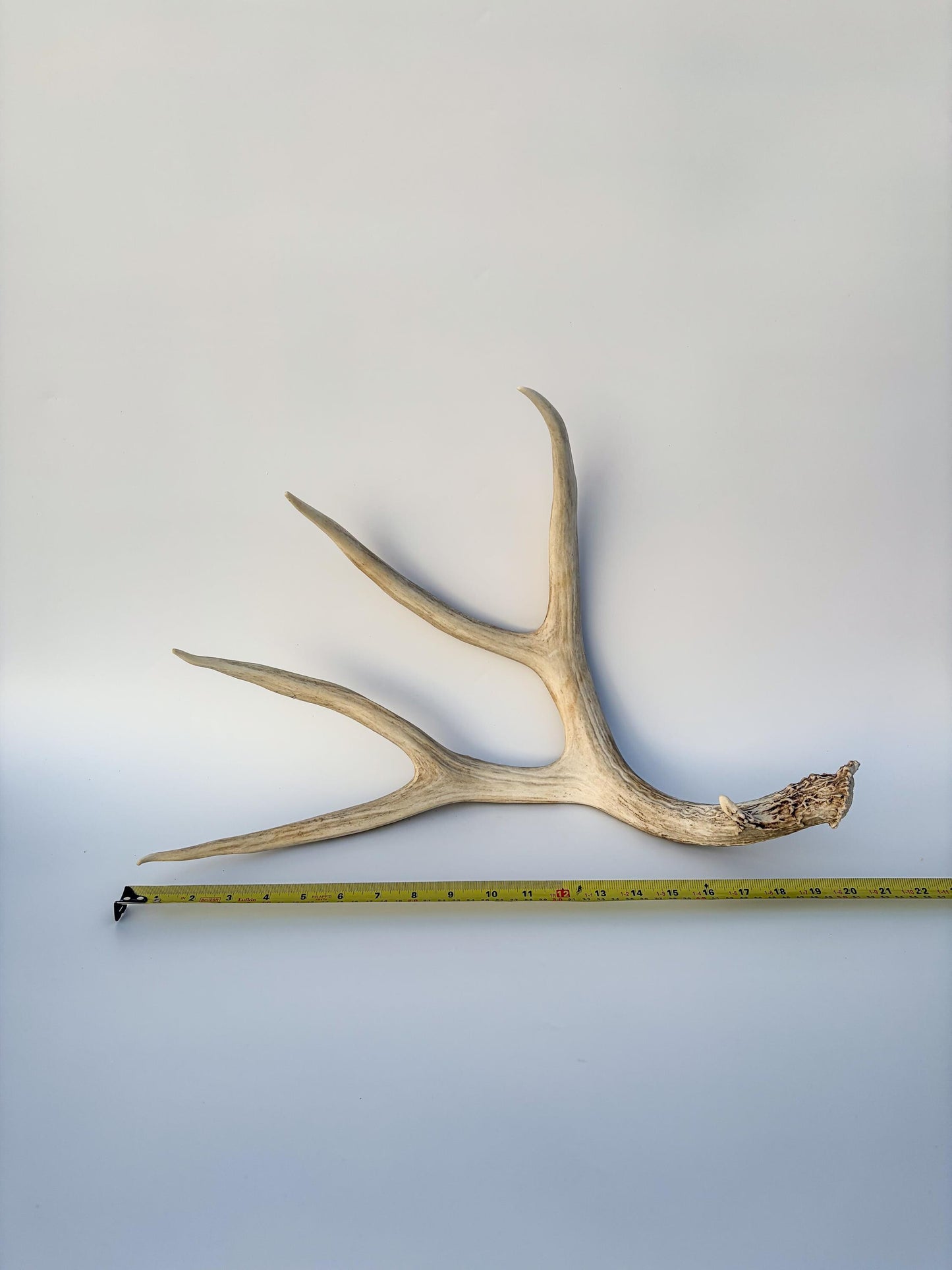 Mule deer antler. Large deep forked antler ideal for rustic style decor