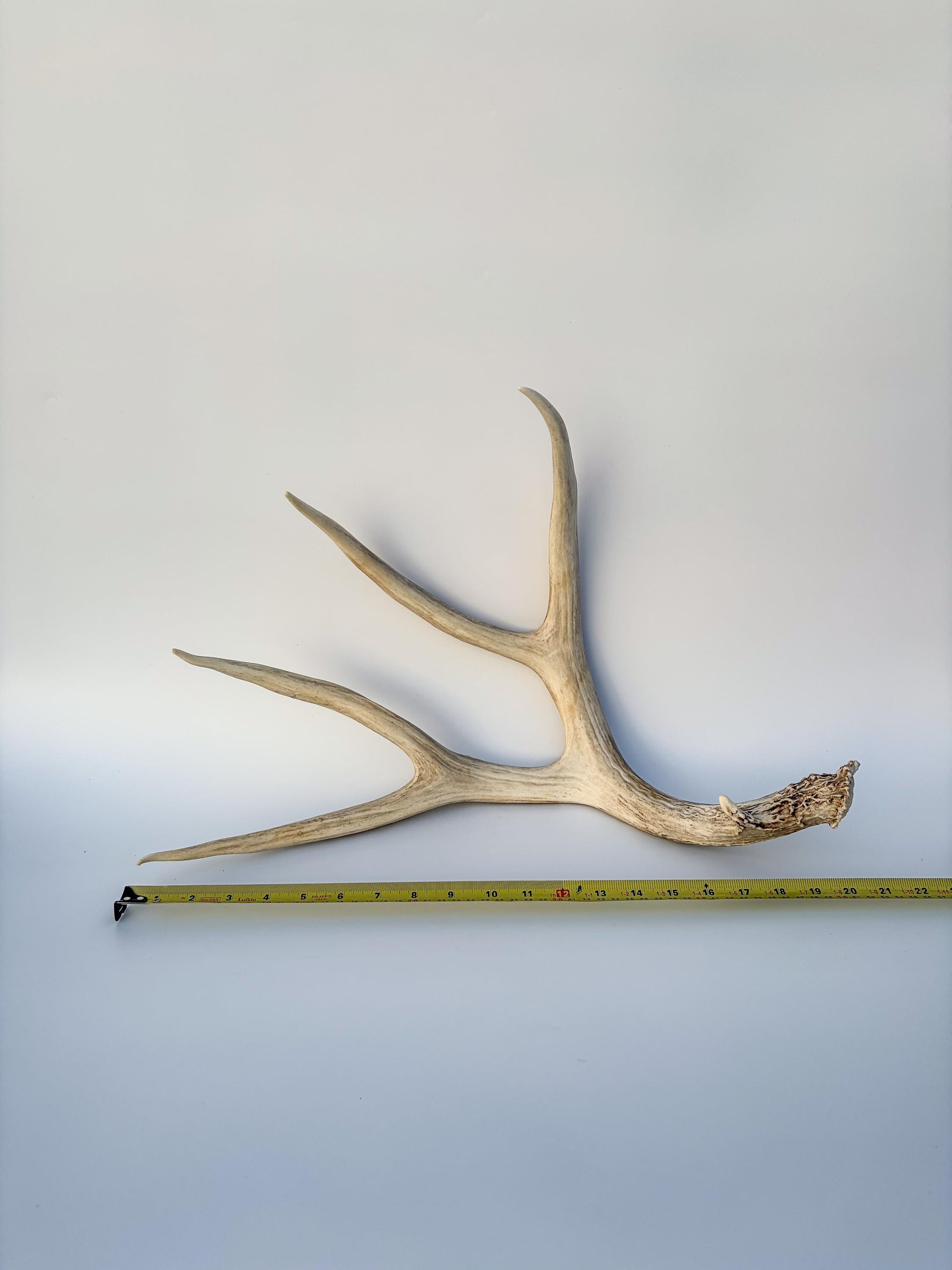 Mule deer antler. Large deep forked antler ideal for rustic style decor