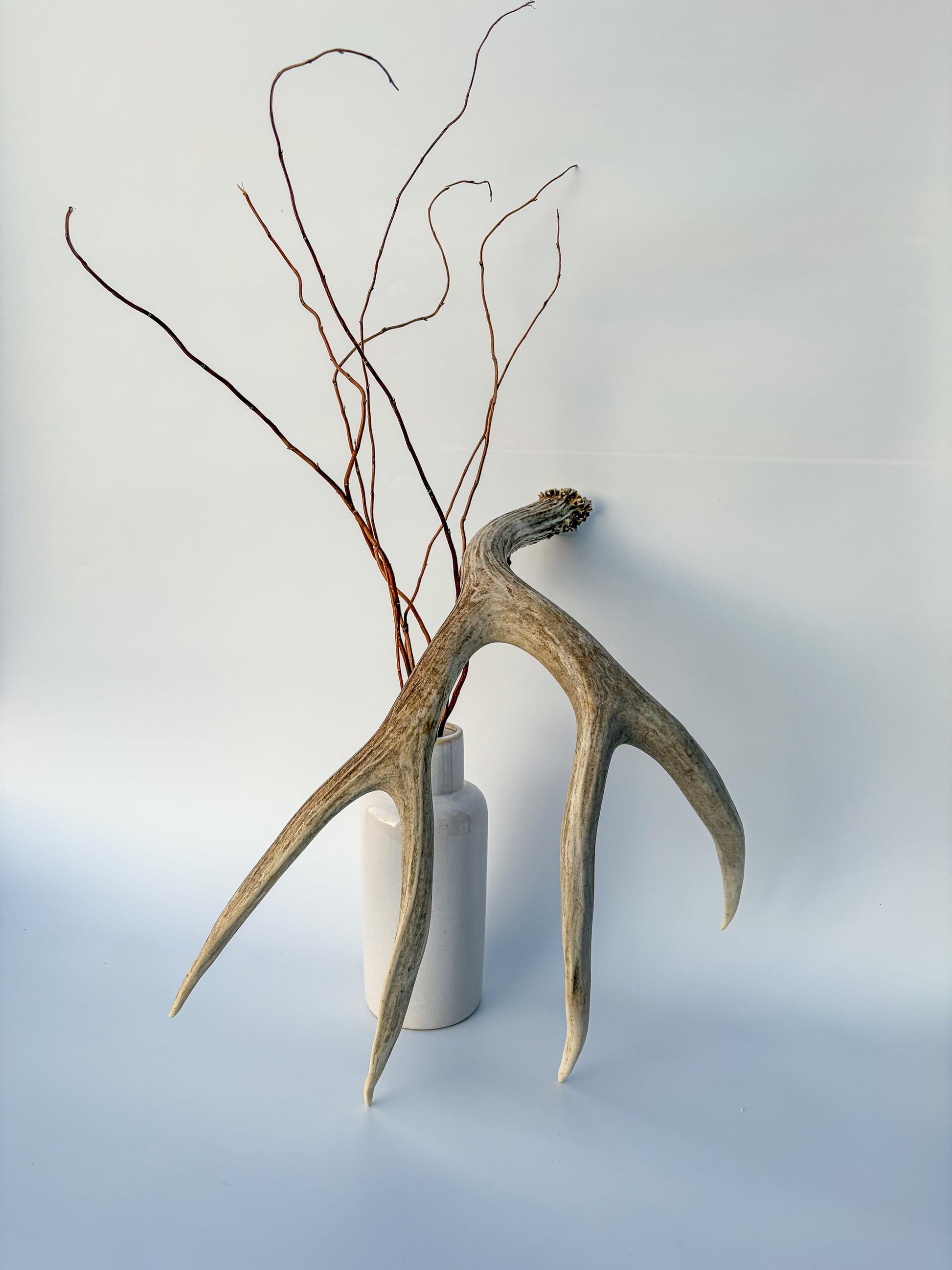 Mule deer antler. Large deep forked antler ideal for rustic style decor