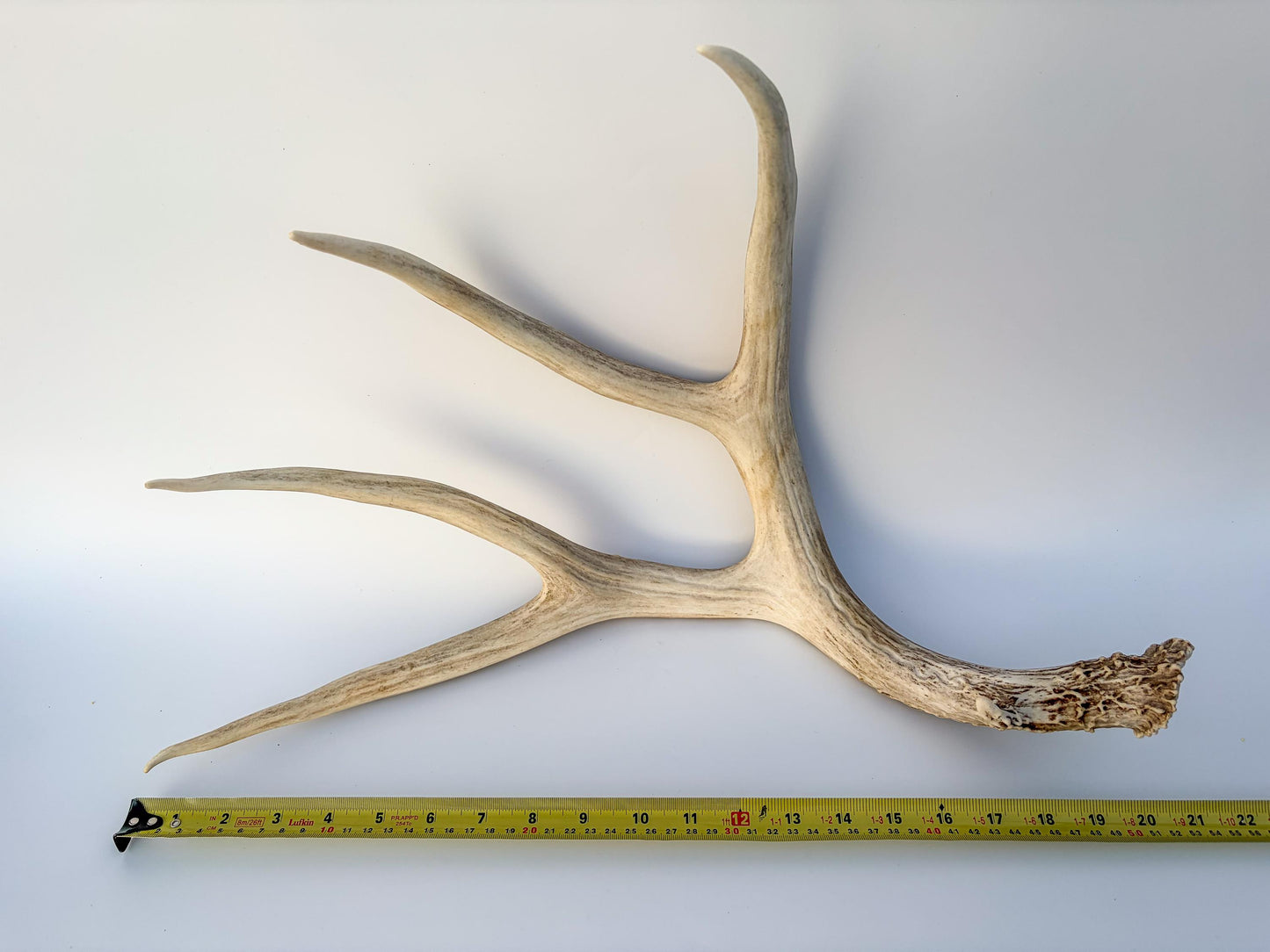 Mule deer antler. Large deep forked antler ideal for rustic style decor