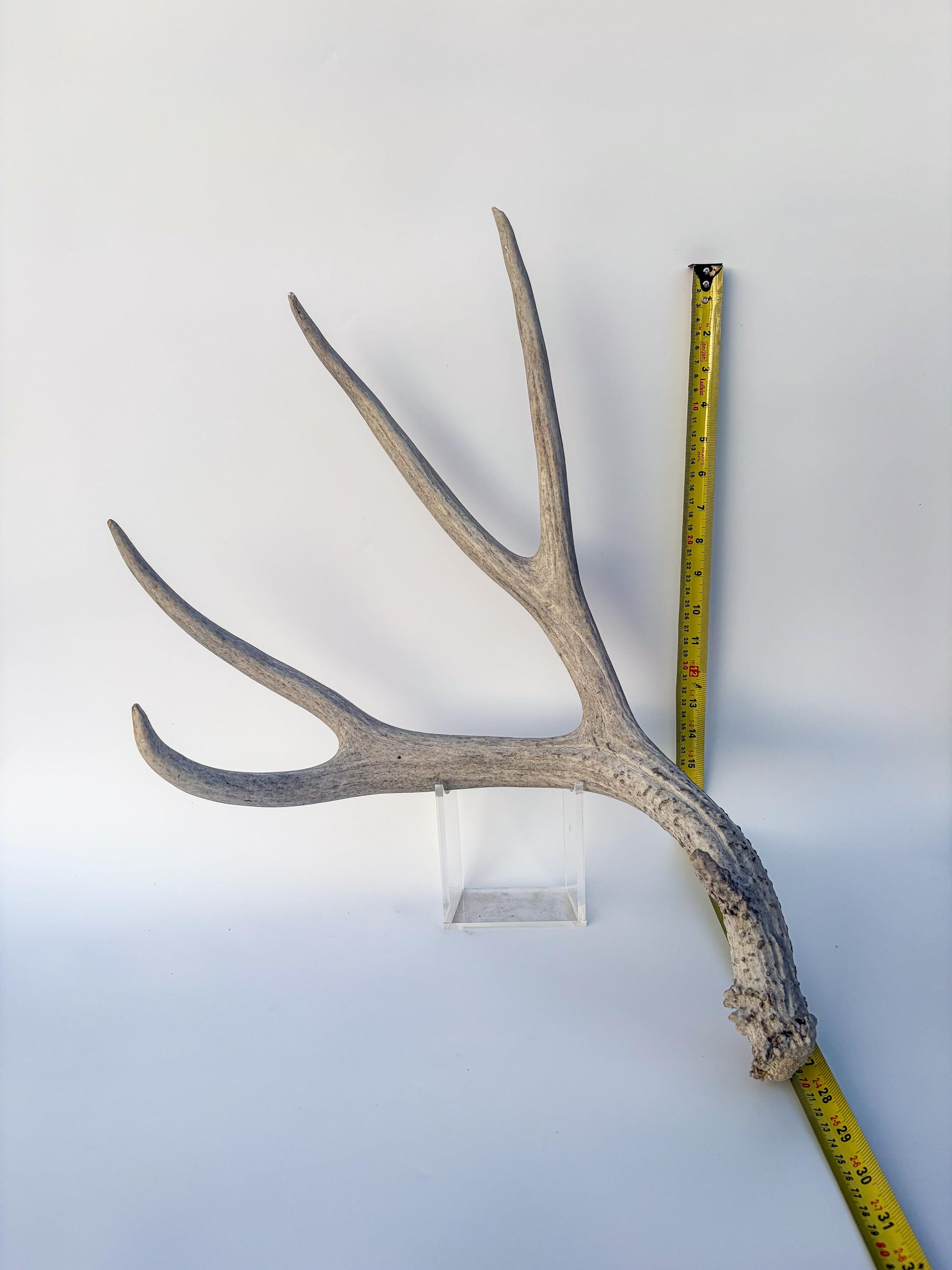 Mule deer antler. Large deep forked antler ideal for rustic style decor