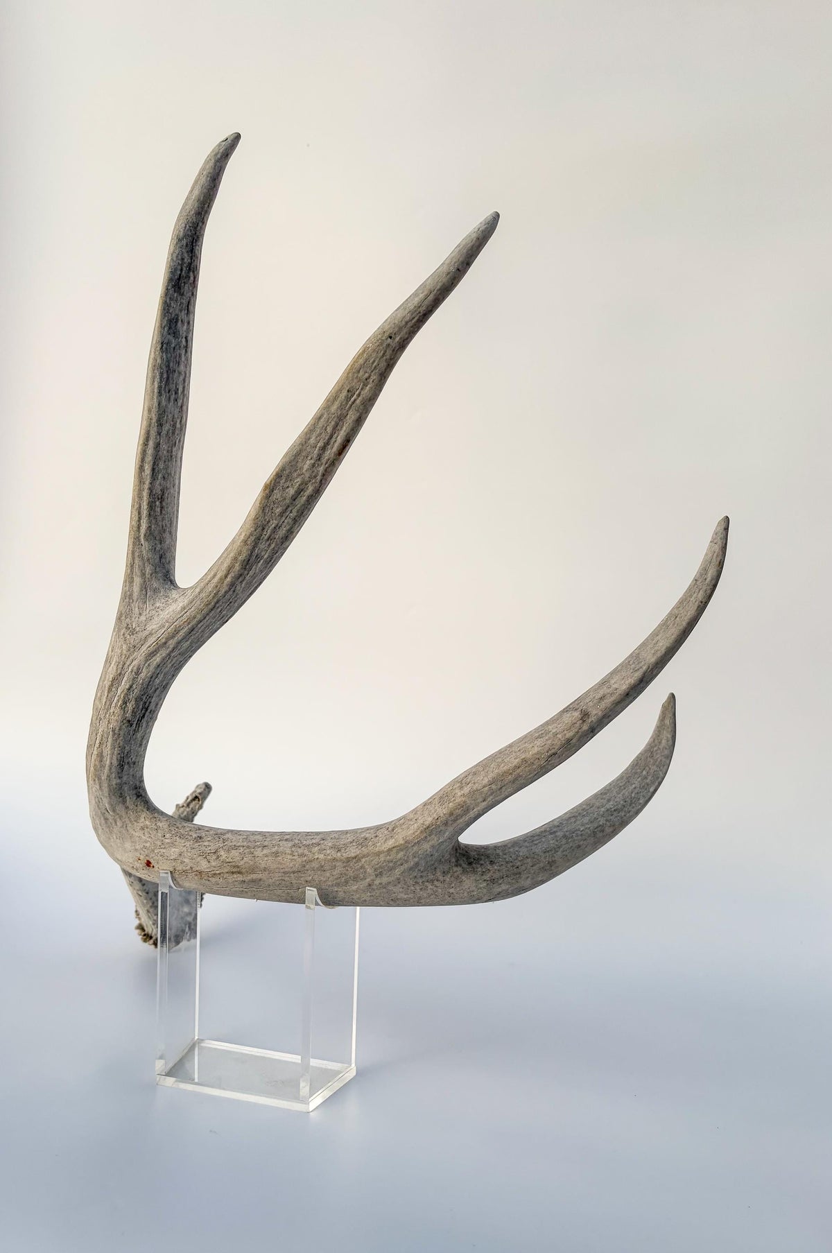 Mule deer antler. Large deep forked antler ideal for rustic style decor