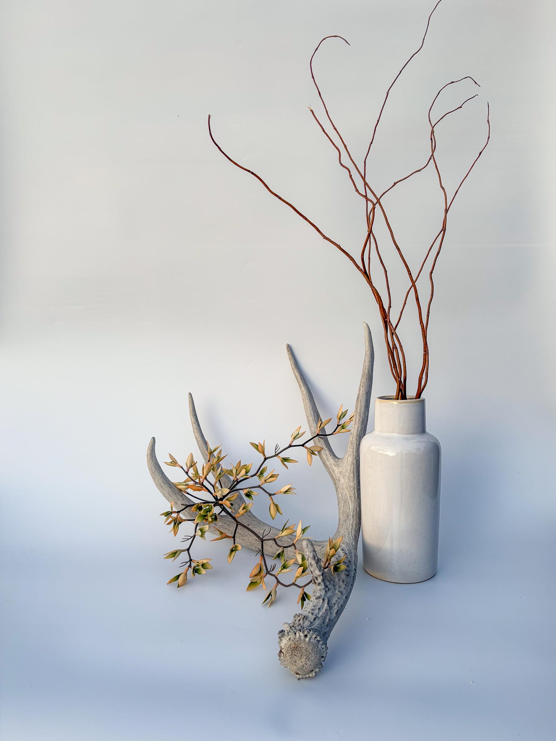 Mule deer antler. Large deep forked antler ideal for rustic style decor
