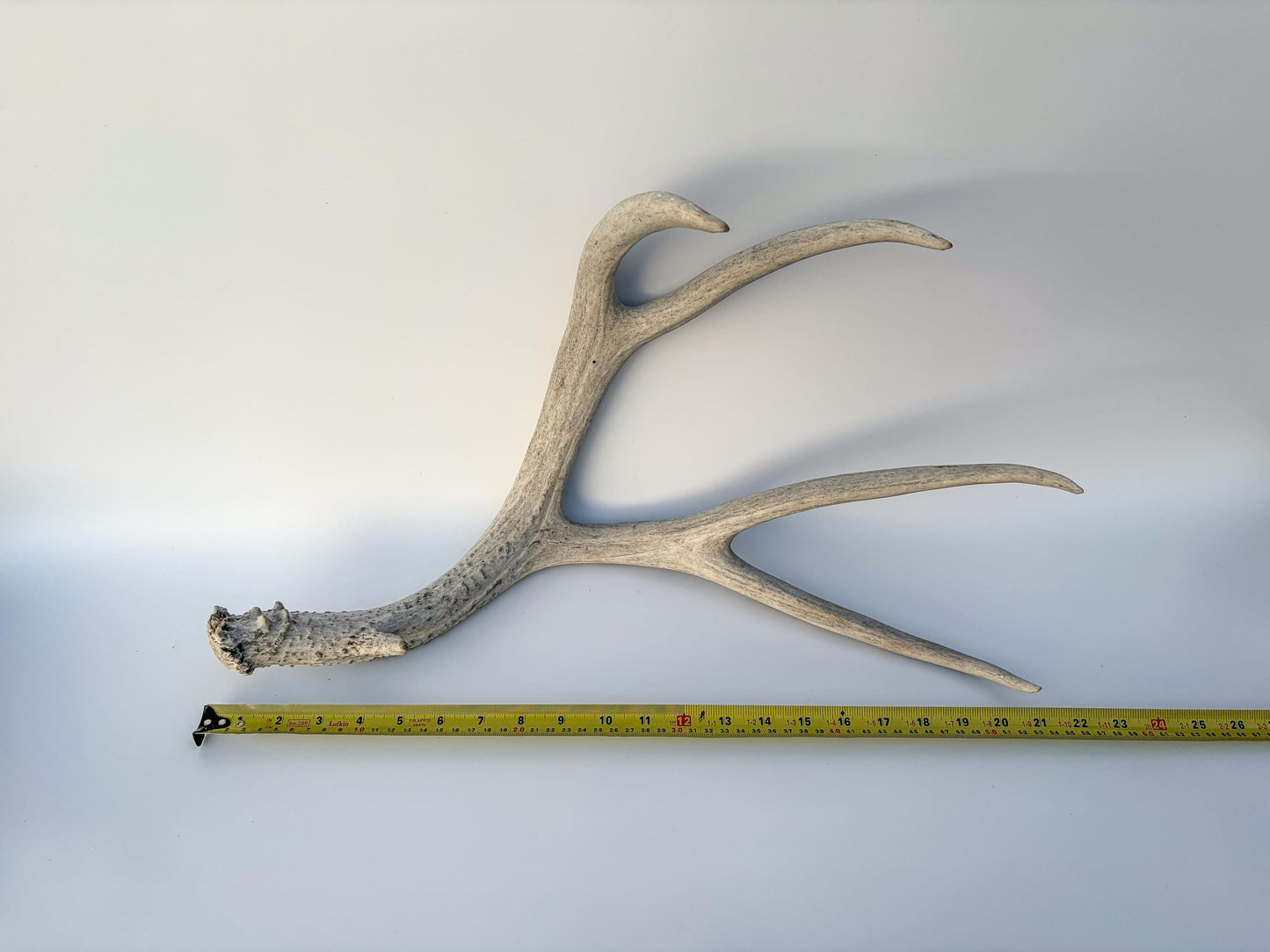 Mule deer antler. Large deep forked antler ideal for rustic style decor