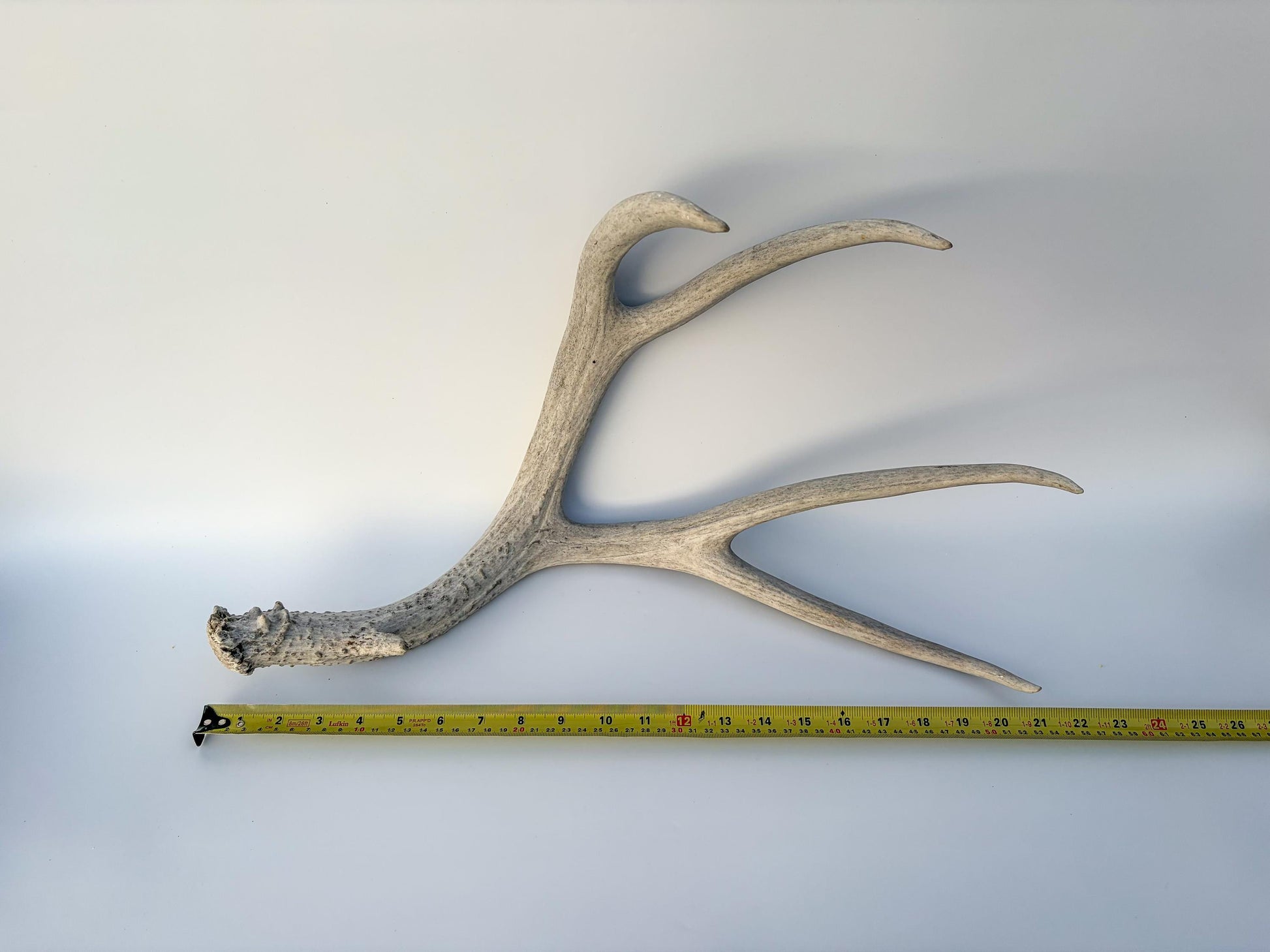 Mule deer antler. Large deep forked antler ideal for rustic style decor