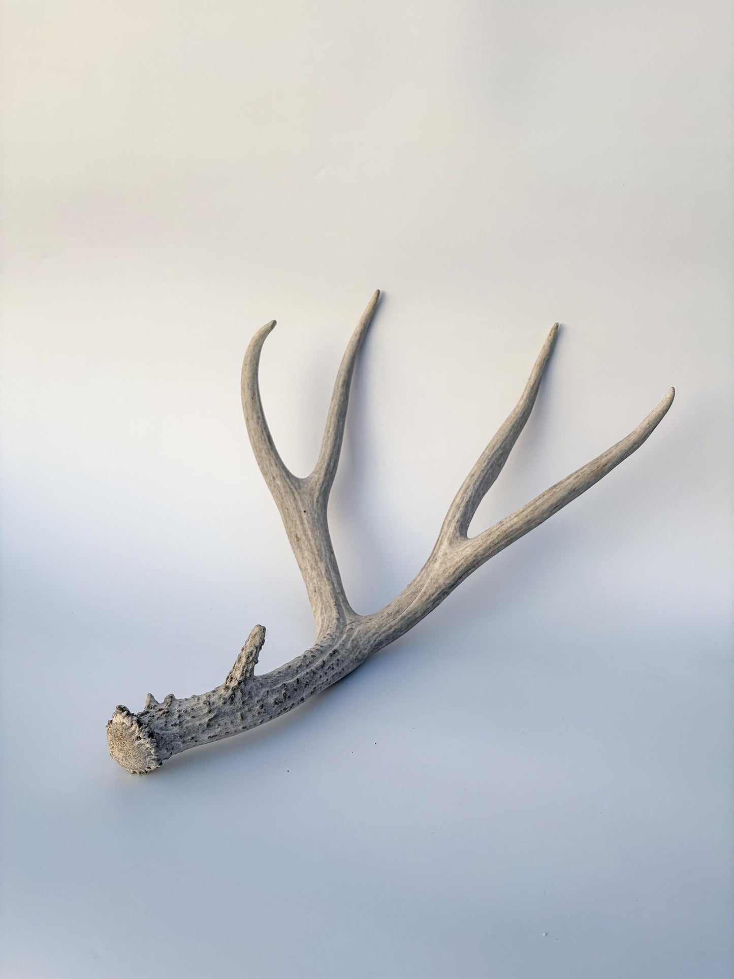 Mule deer antler. Large deep forked antler ideal for rustic style decor