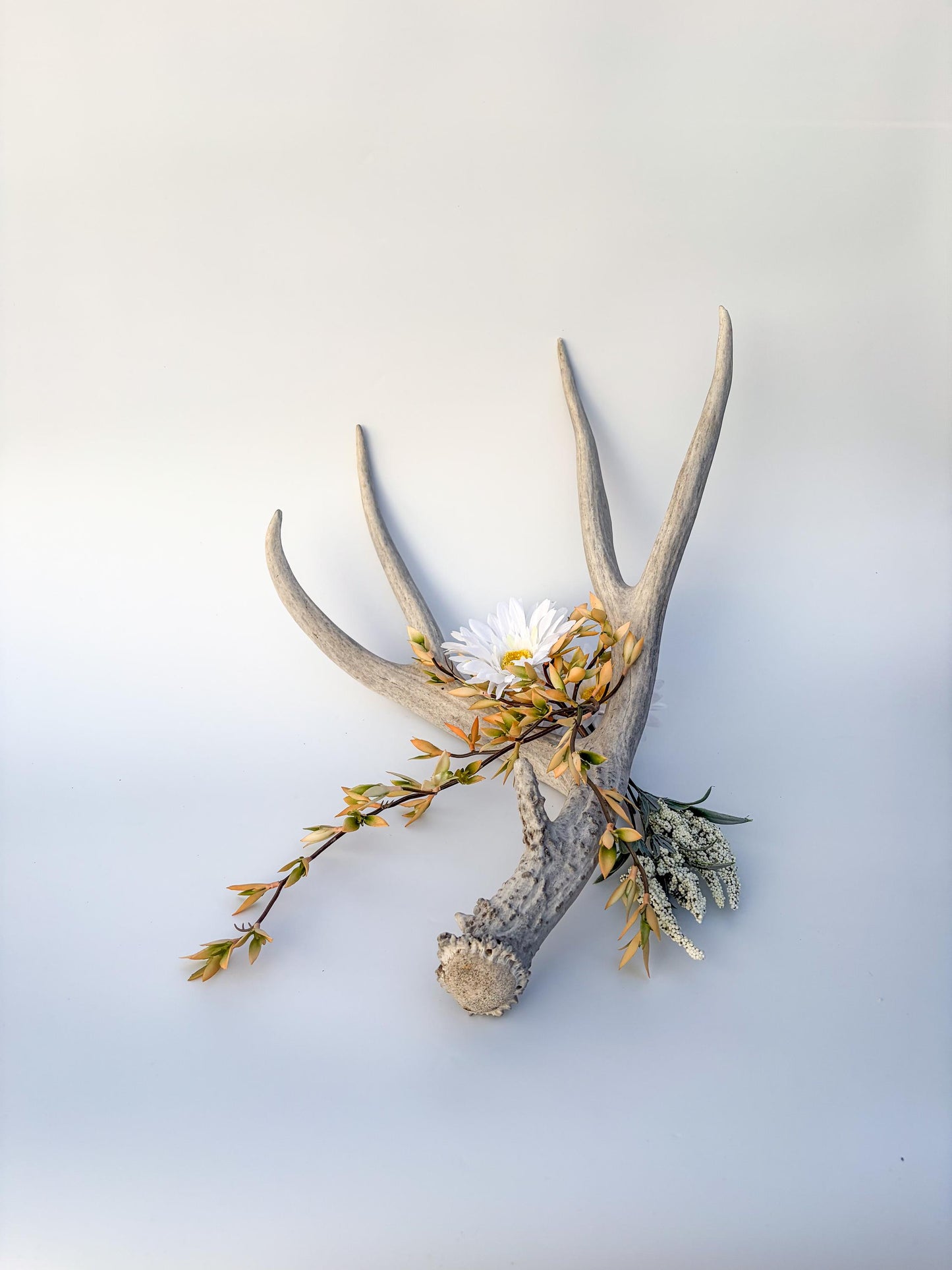 Mule deer antler. Large deep forked antler ideal for rustic style decor